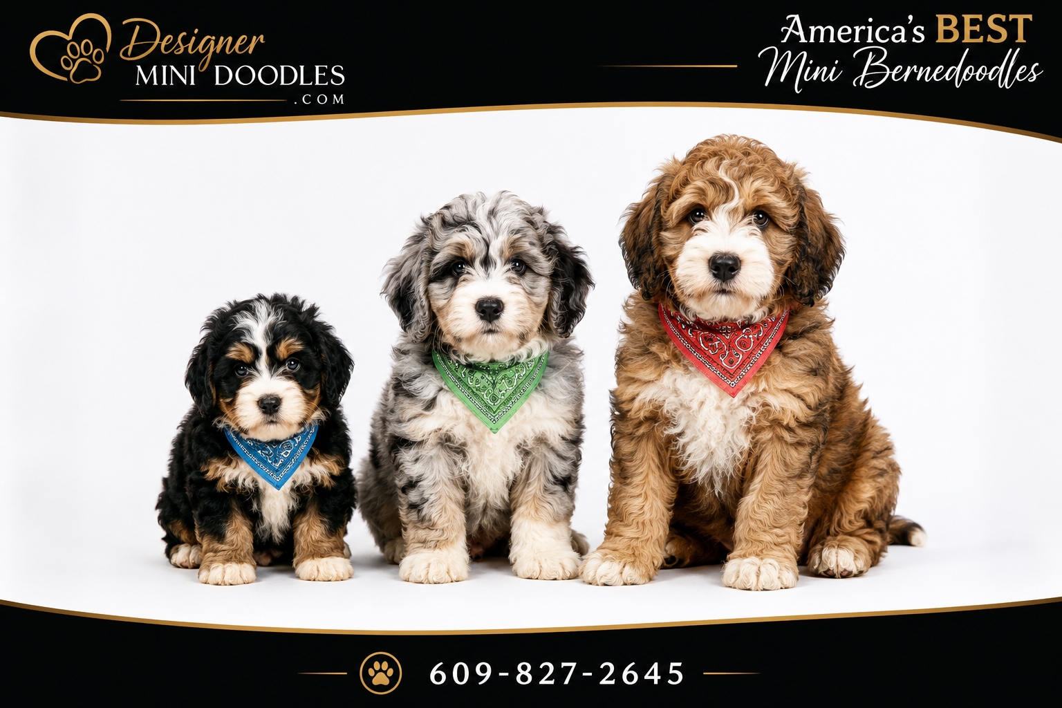 Are Mini Bernedoodles Hypoallergenic?