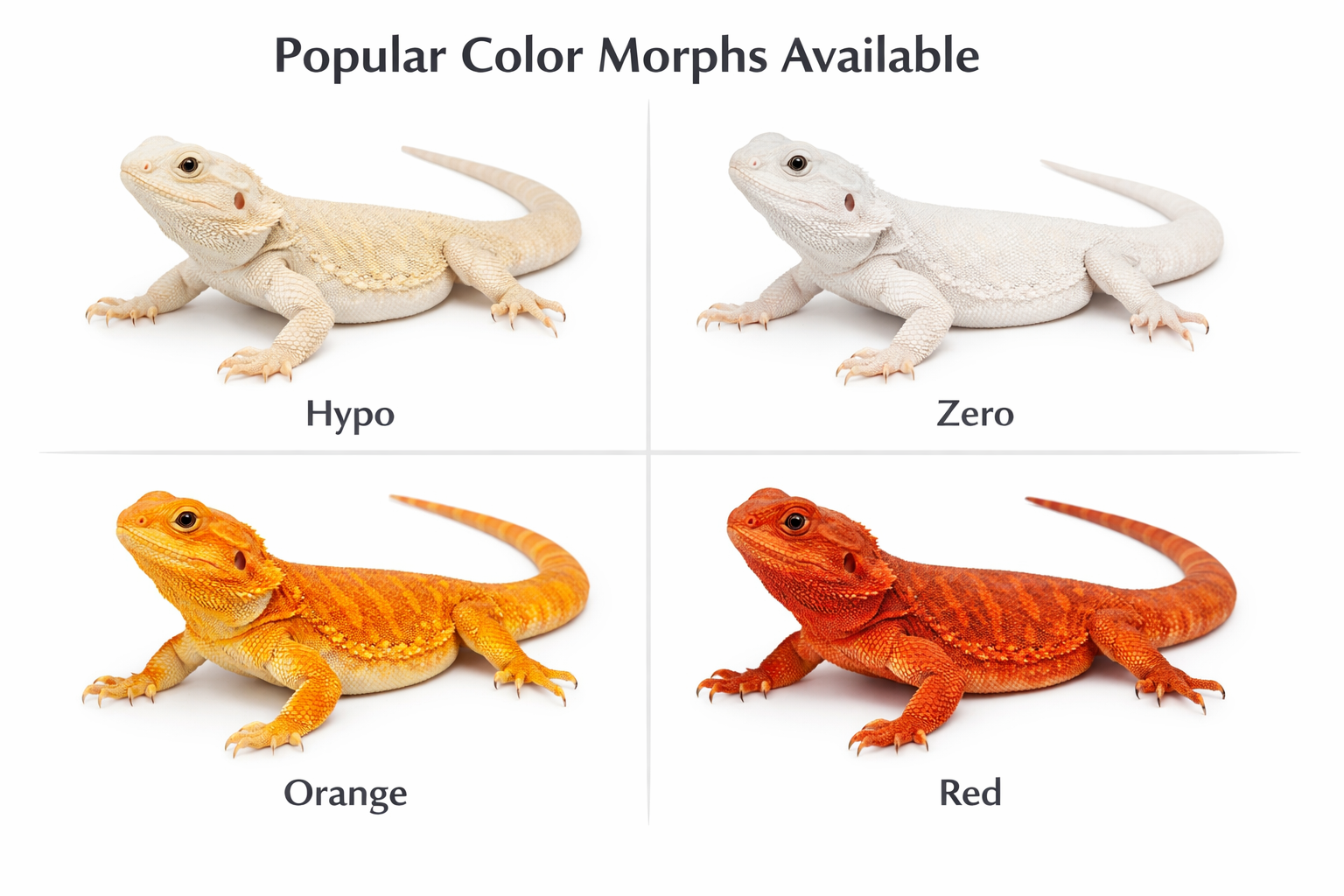 Landscape format (1536x1024) image of various bearded dragon color morphs including hypo, zero, orange, and red varieties arranged in a grid
