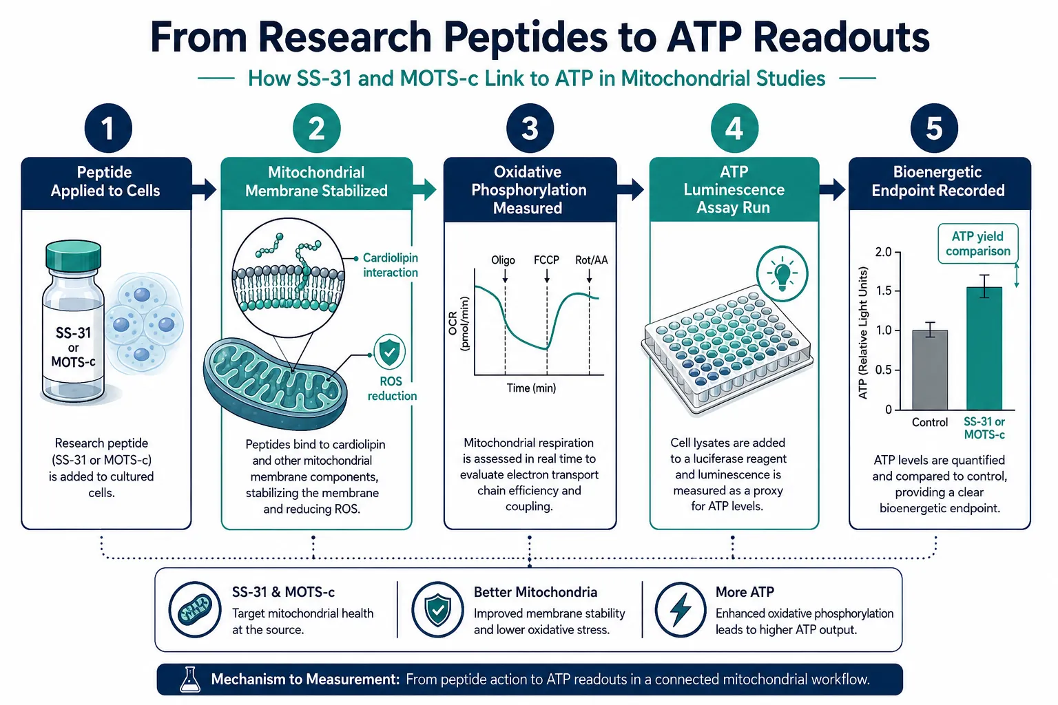 Translating ATP Readouts to Peptide Research: Clinical and Preclinical Implications