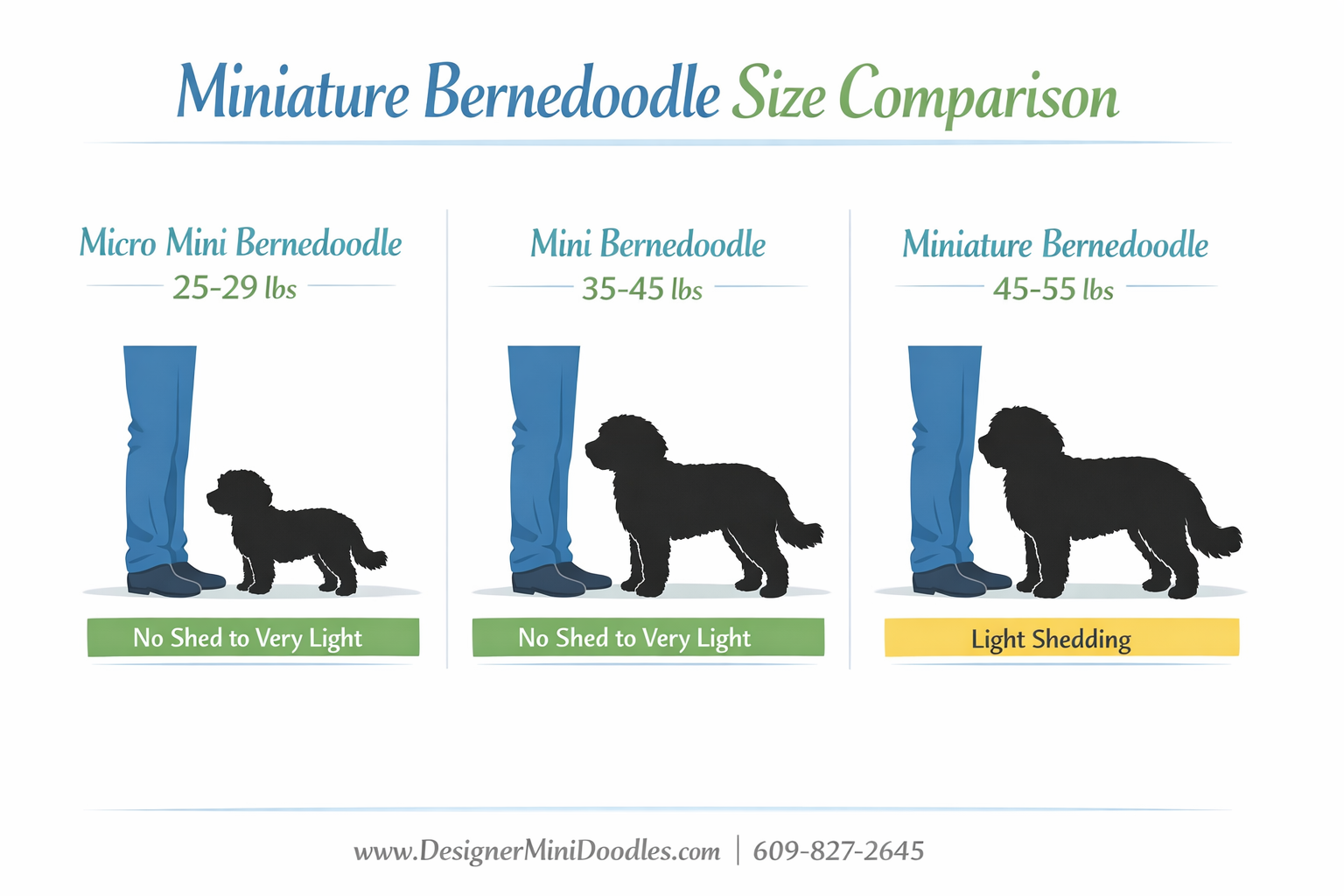 () educational infographic showing miniature bernedoodle size comparison chart with three columns: Micro Mini Bernedoodle