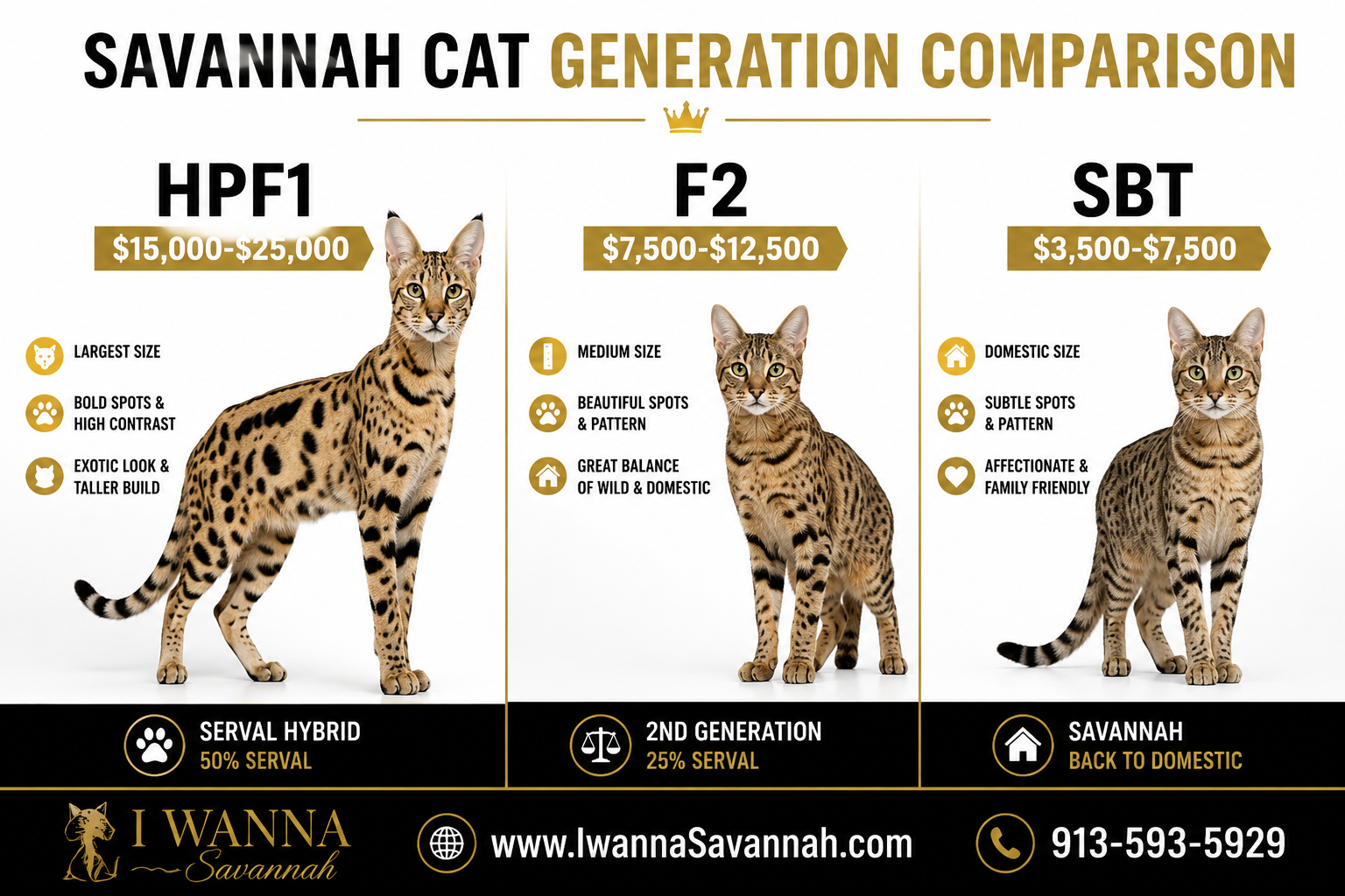 HPF1 Savannah Cat