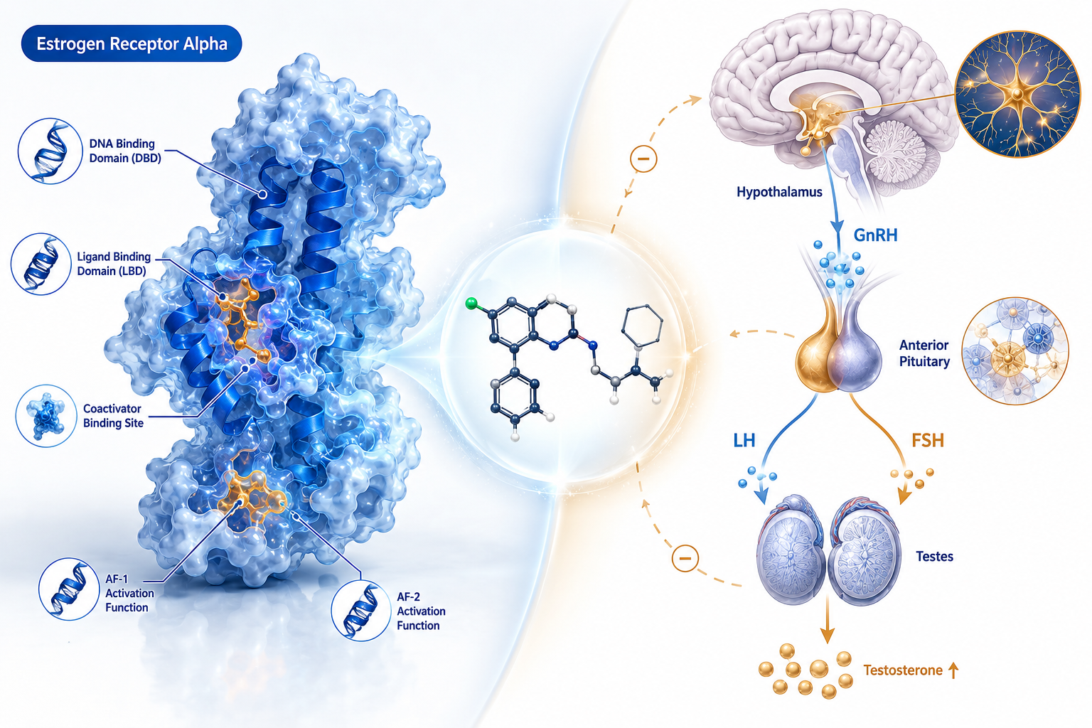 Detailed () scientific illustration showing a split-panel composition: left side features a 3D molecular model of an