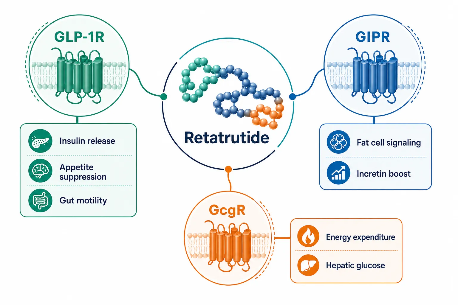 Mechanism: How Retatrutide Works as a Triple Receptor Agonist