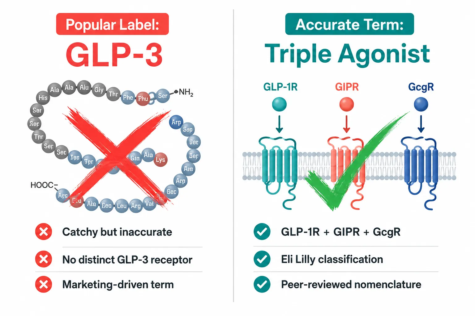 Nomenclature: Why "GLP-3" Is Catchy but Scientifically Inaccurate