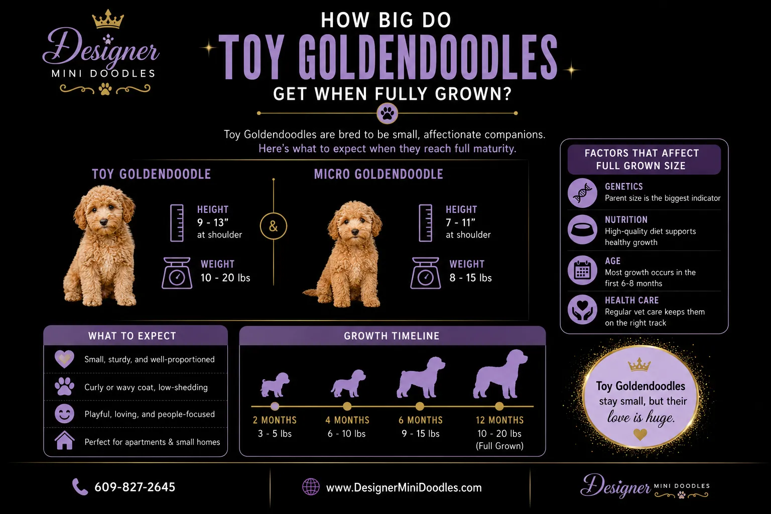 toy goldendoodle full grown