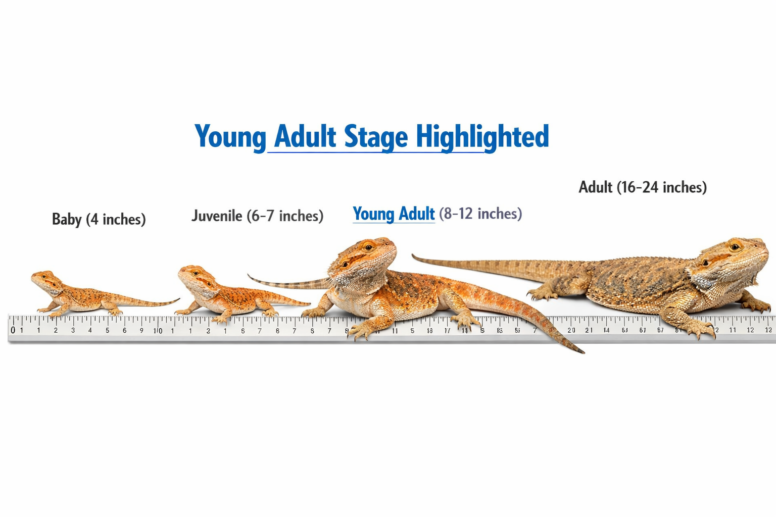 Landscape format (1536x1024) image showing size comparison chart of bearded dragon life stages - baby (4 inches), juvenile (6-7 inches), you
