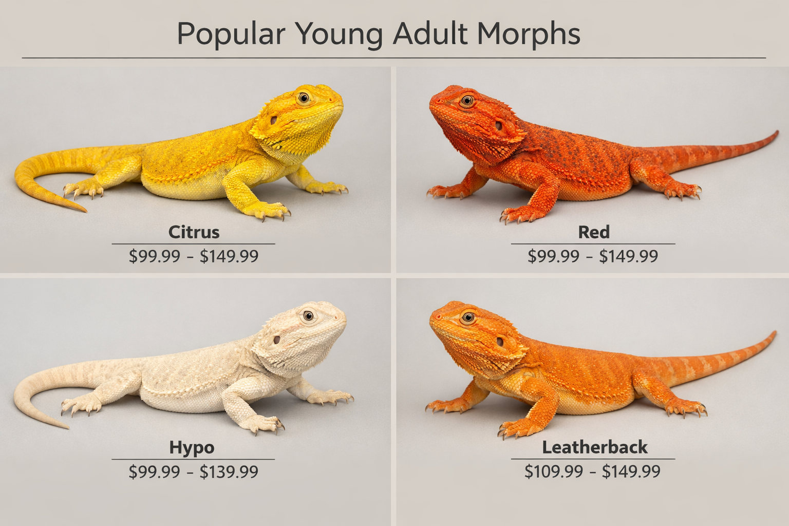 Professional landscape format (1536x1024) image displaying popular bearded dragon color morphs available as young adults - citrus, red, hypo