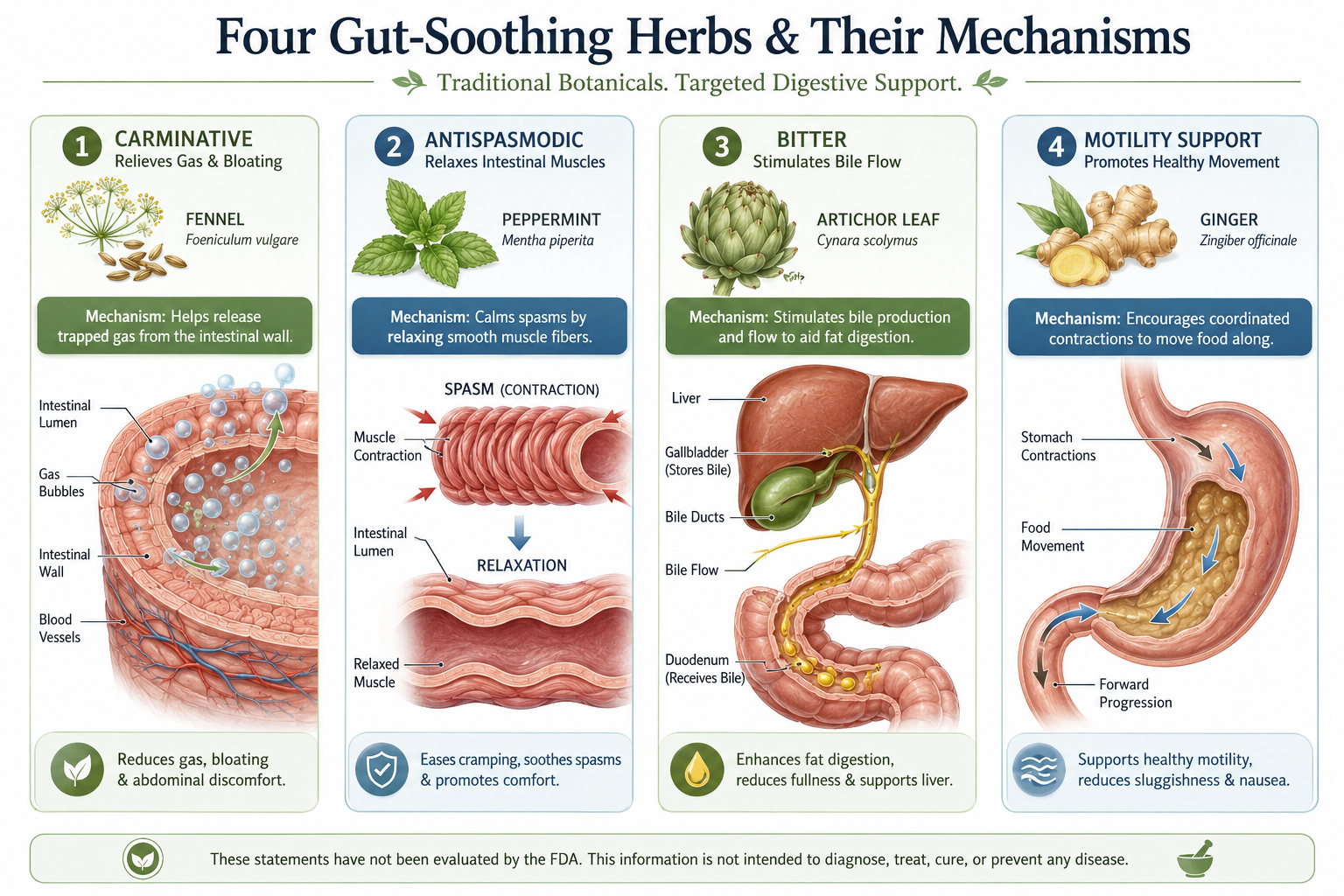 How Herbs May Support Digestion Naturally