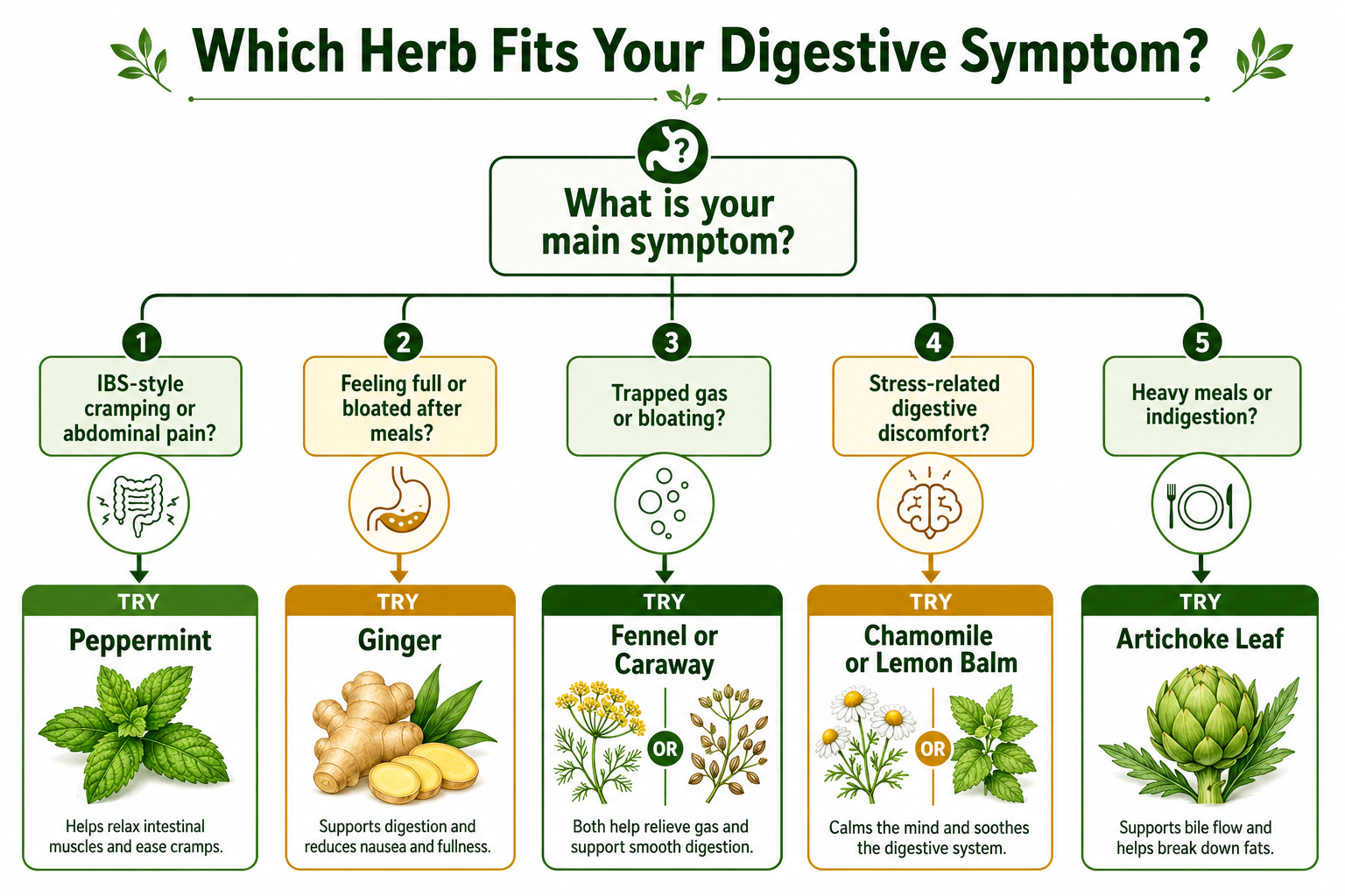 What Is the Best Herb for Bloating? It Depends on the Cause