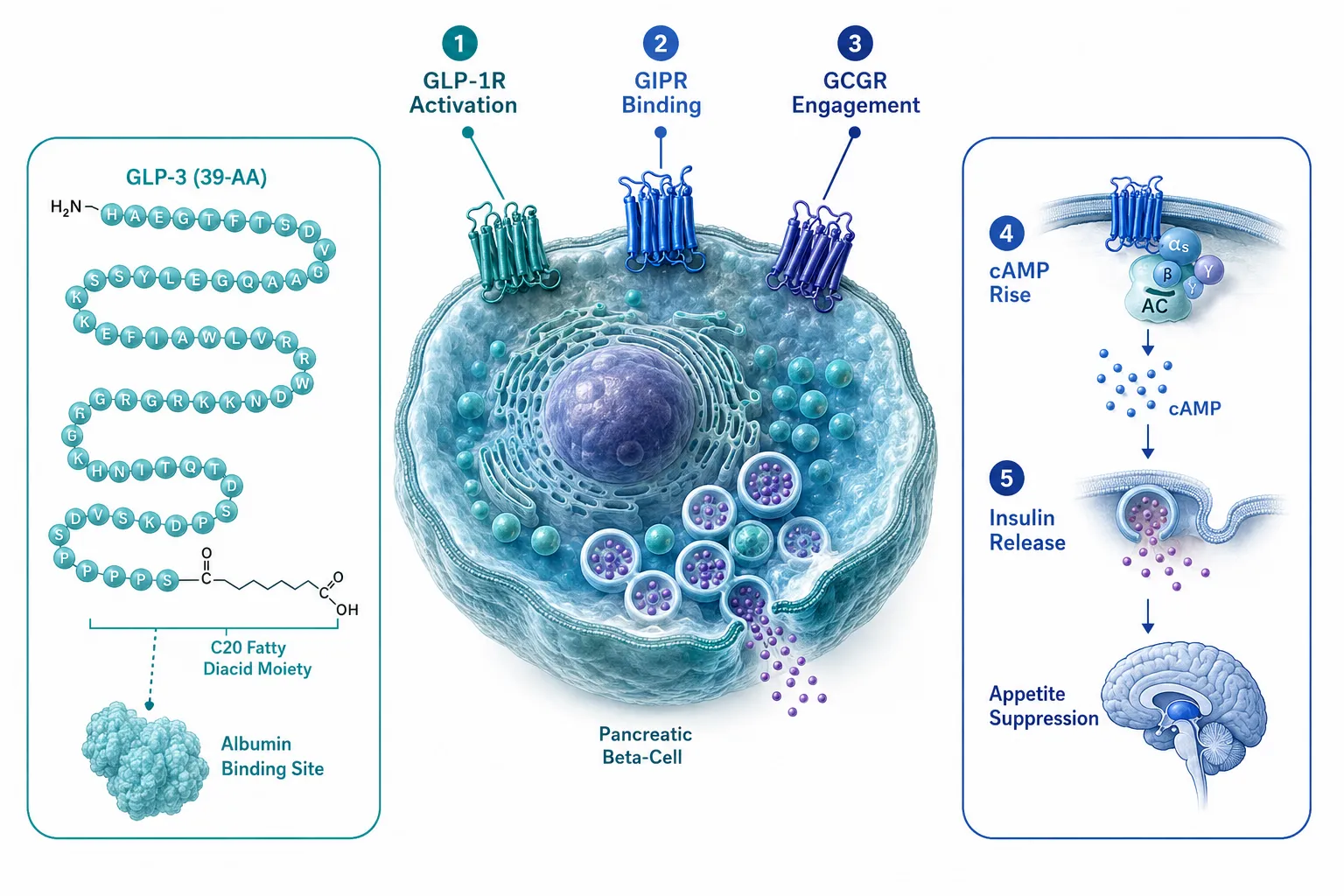 Understanding GLP-3 and GLP-2-T in Animal Cell Signaling