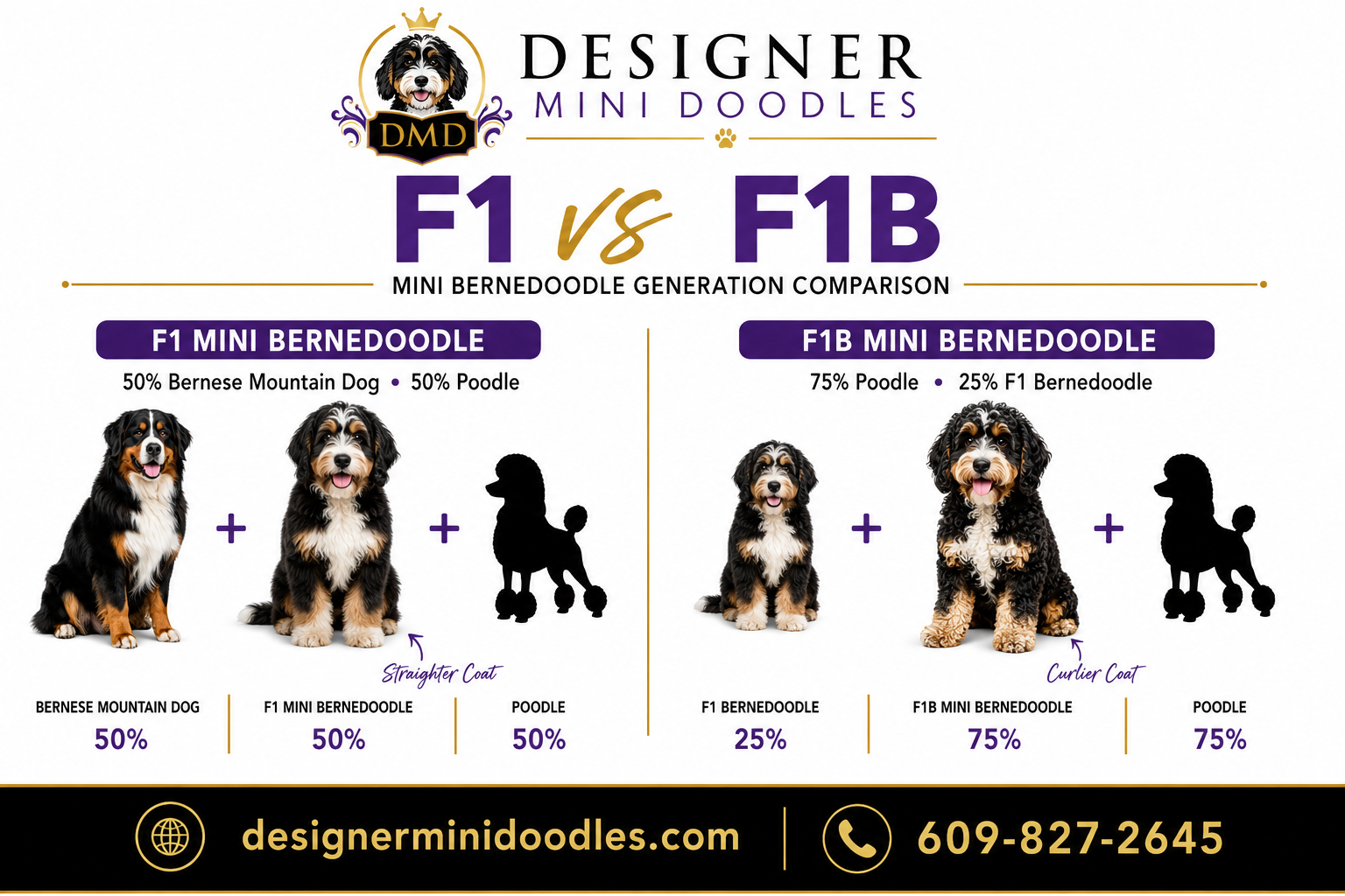 What's the Difference Between F1 and F1B Mini Bernedoodles?