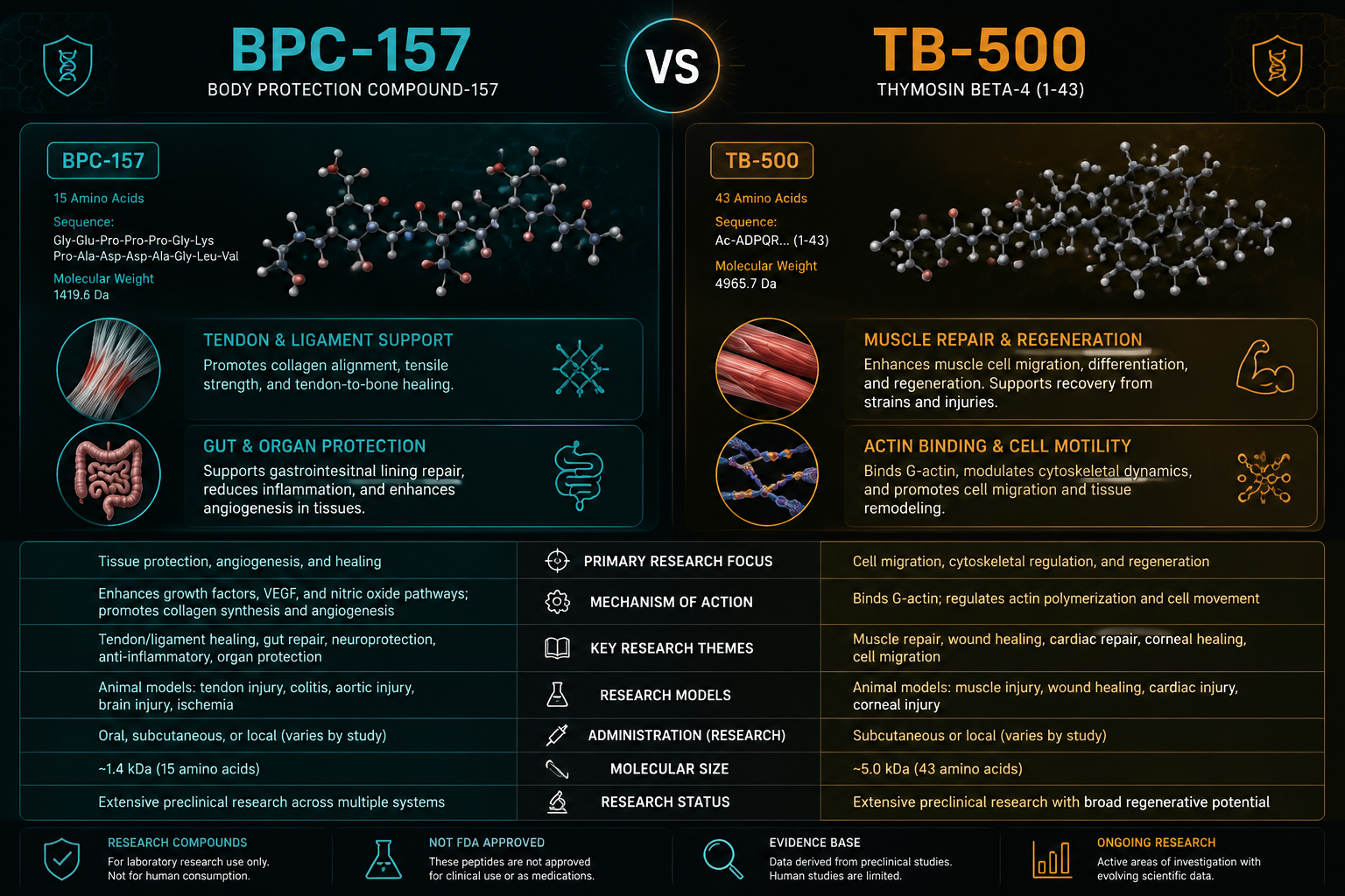 BPC-157 vs. TB-500: Understanding the Difference