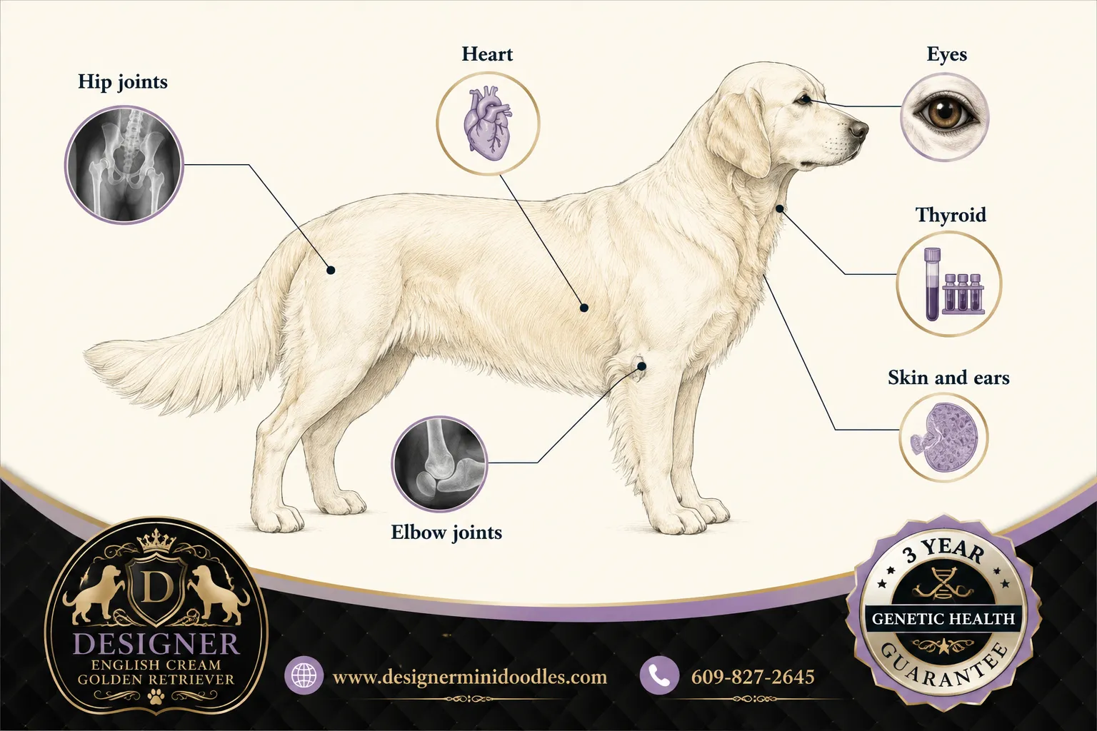 English cream golden retrievers Orlando