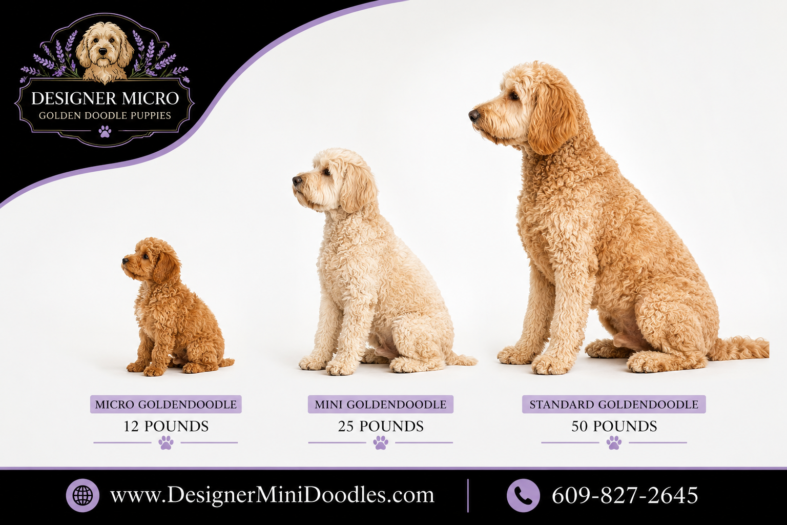 micro golden doodle puppies Florida