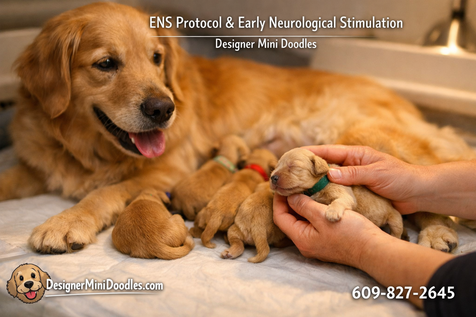 Detailed () image showing a warm whelping room scene with a female golden retriever nursing tiny goldendoodle puppies on a