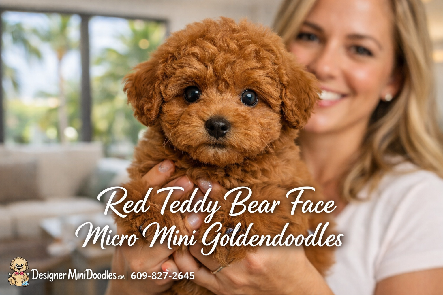 Detailed () image showing a close-up of a red teddy bear face micro mini goldendoodle puppy being held by a smiling woman in