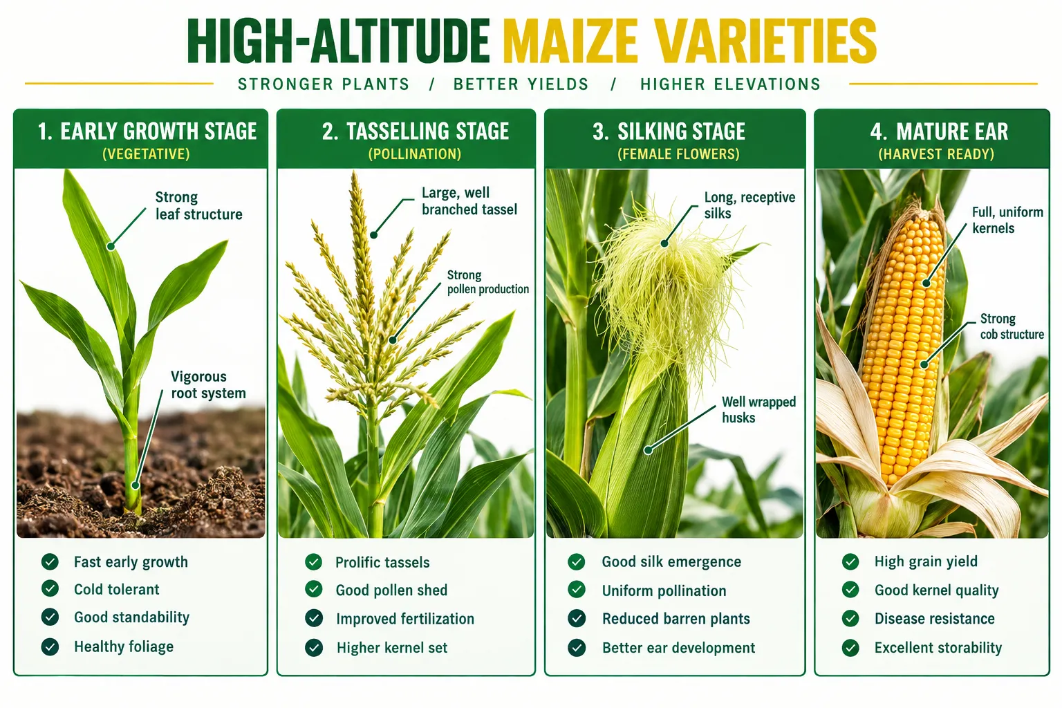 Guide to Farming Maize in Kenya: Choosing the Right Seed Varieties 2 High-Altitude Varieties for Farming Maize in Kenya