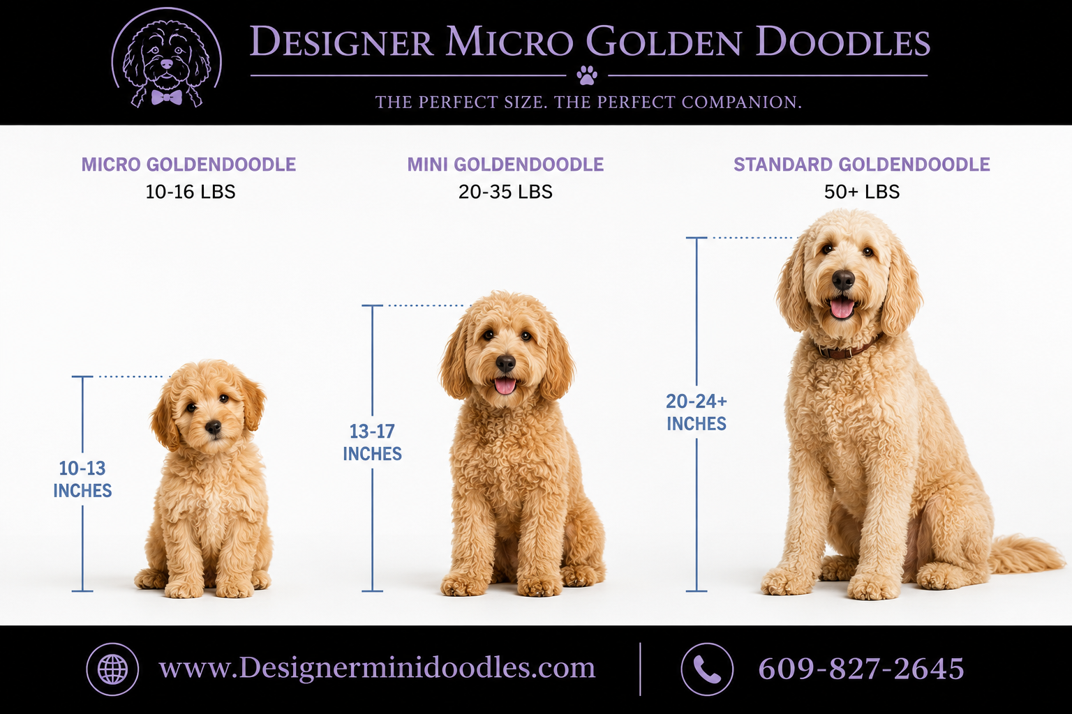Micro goldendoodle for sale Texas