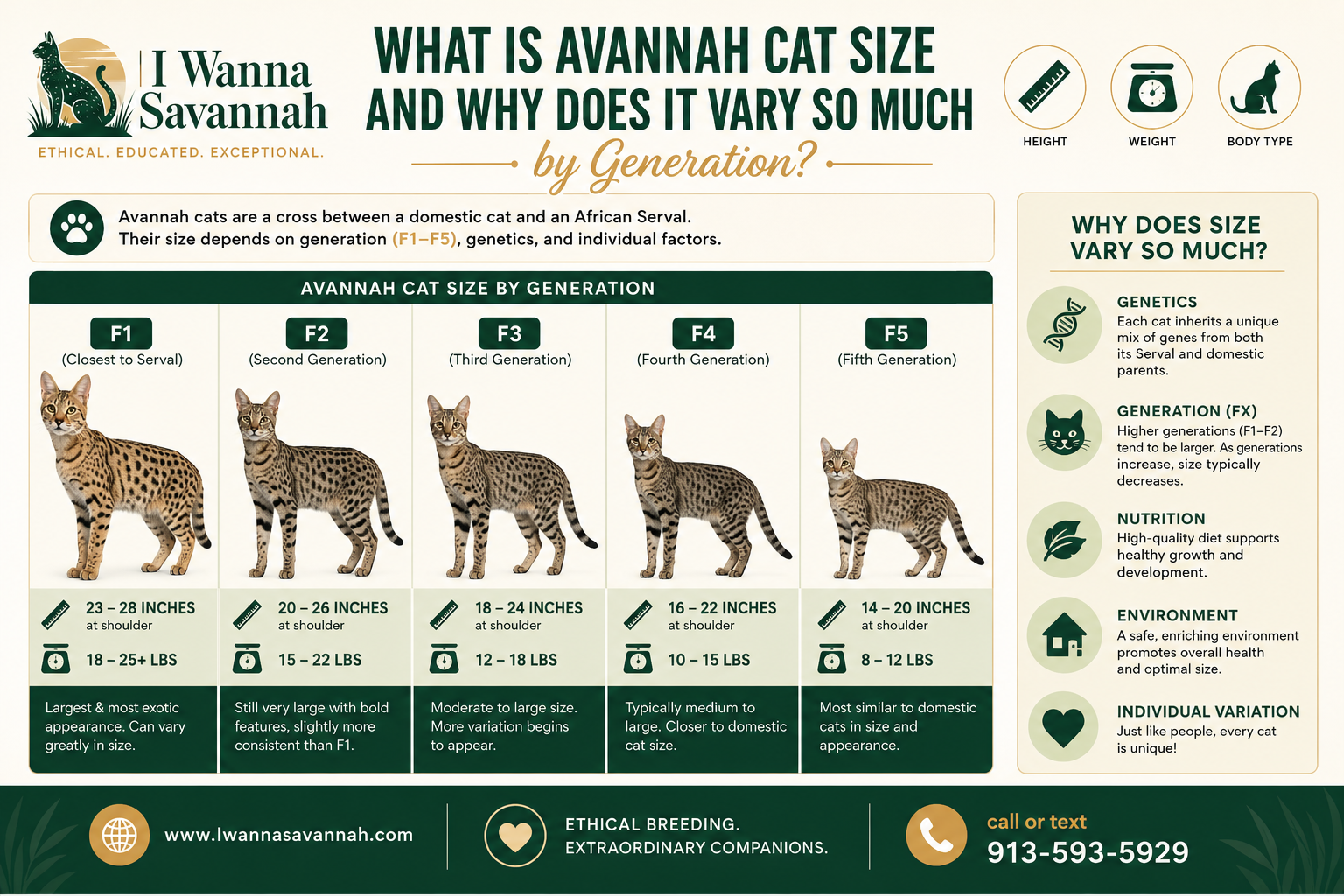 How Big Do HPF1 and F1 Savannah Cats Get?