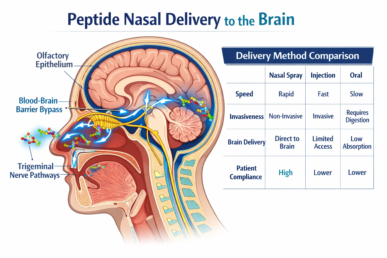 Detailed () educational infographic-style image showing a cross-section diagram of the human nasal cavity with labeled