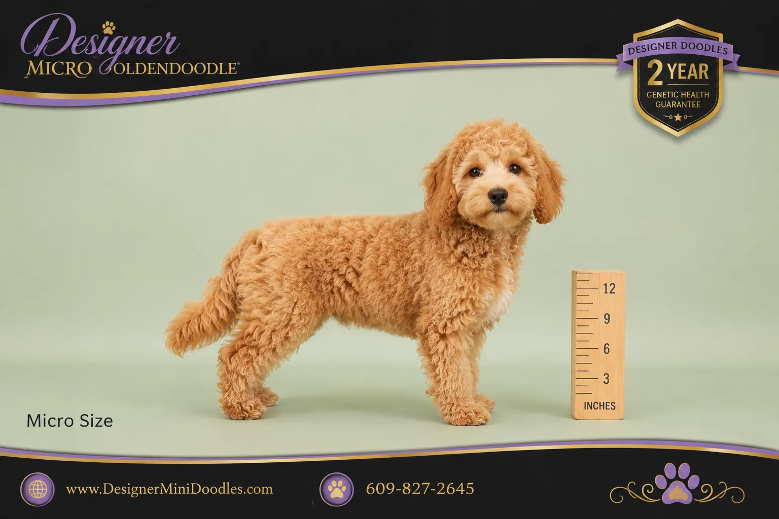 micro goldendoodle puppies Orlando
