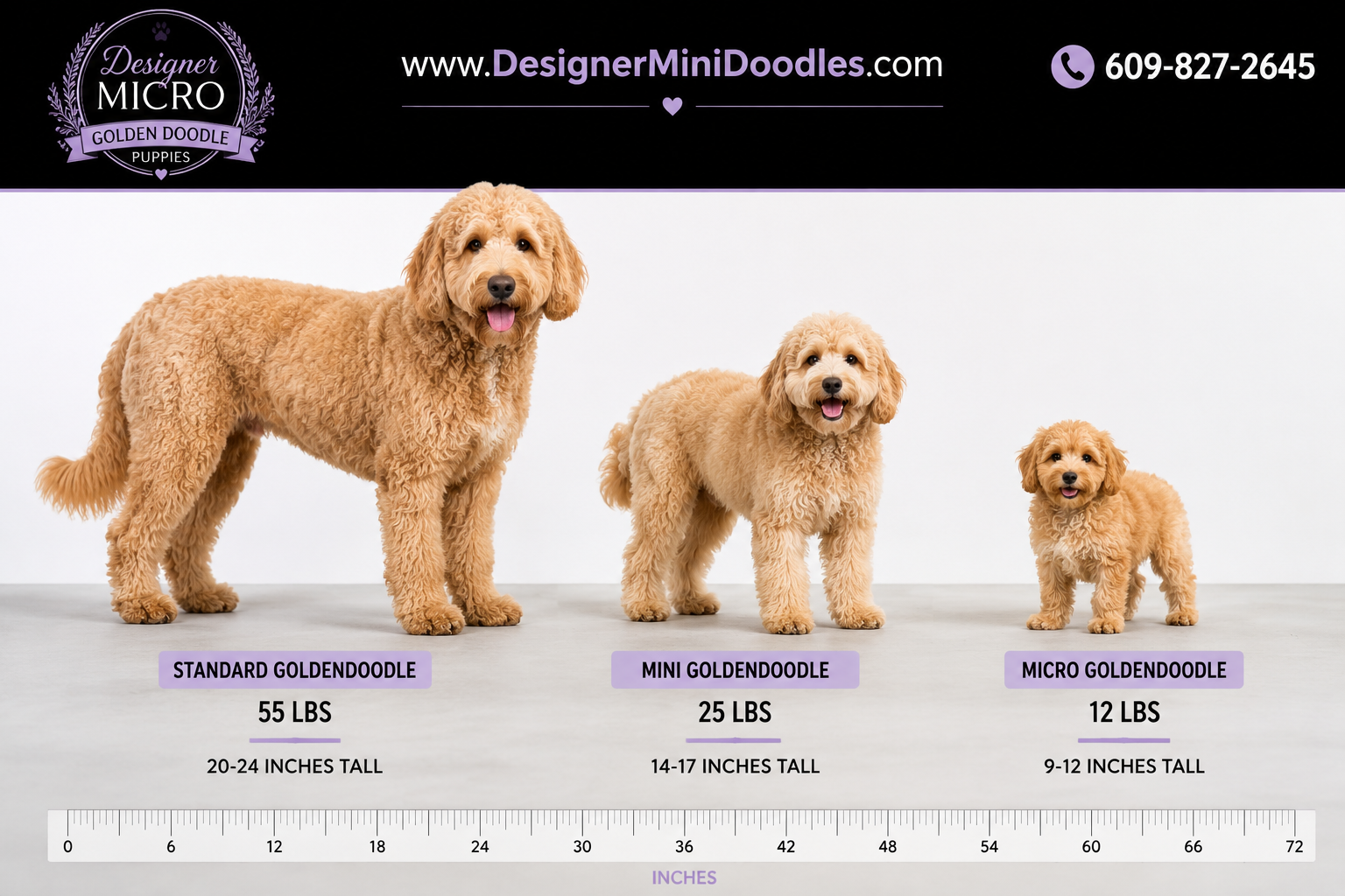 micro golden doodle puppies Texas