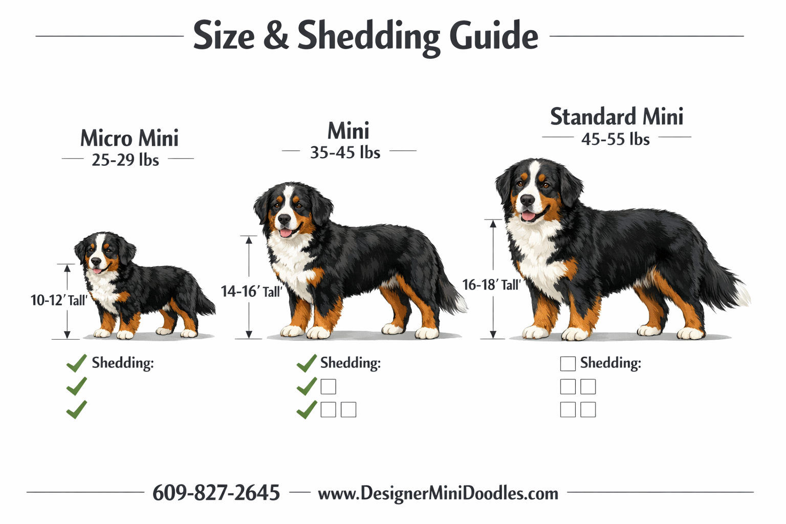 miniature bernese mountain dog tennessee