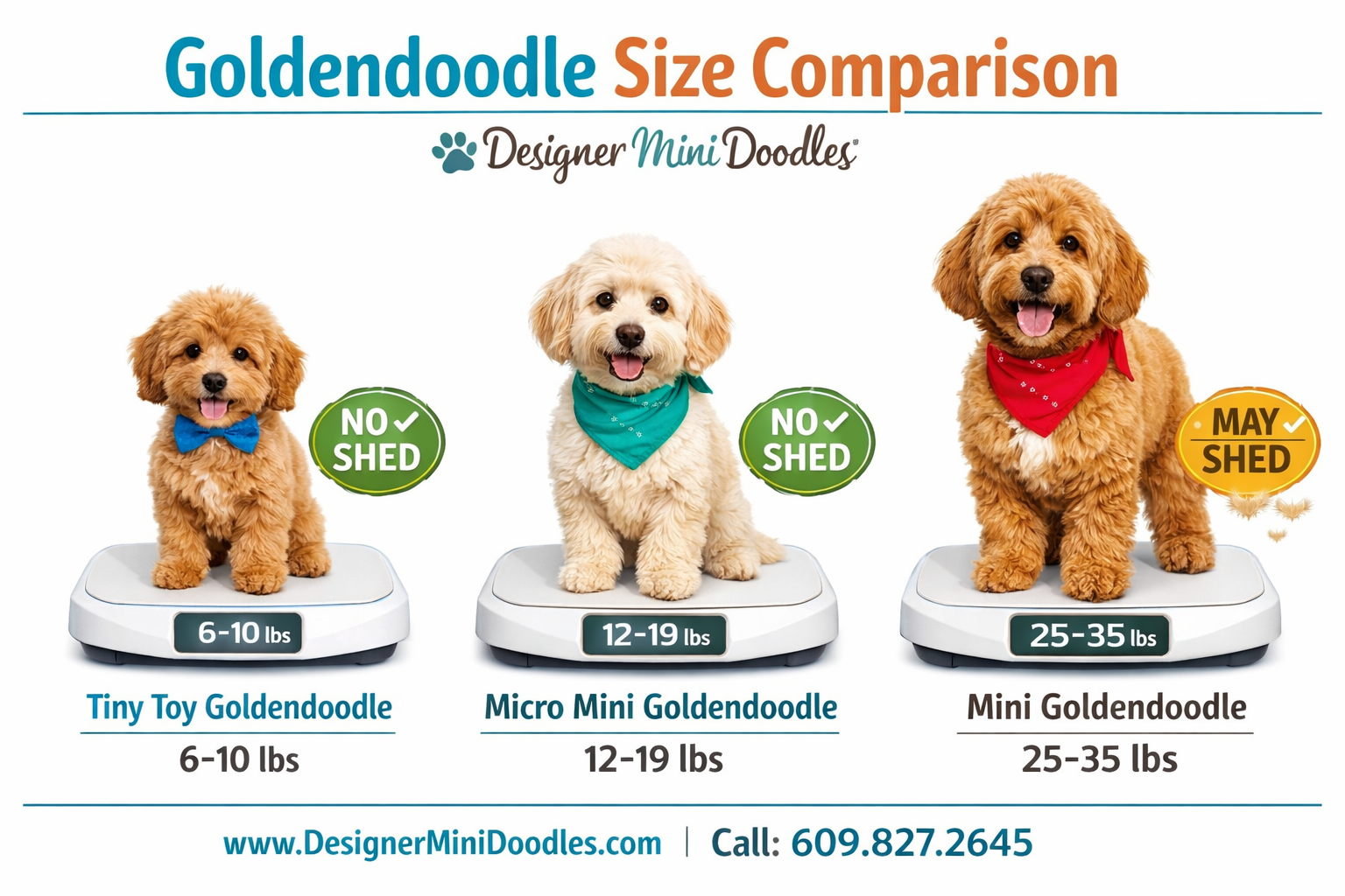 () showing a side-by-side size comparison infographic of three goldendoodle sizes: tiny toy goldendoodle (6-10 lbs) on left,