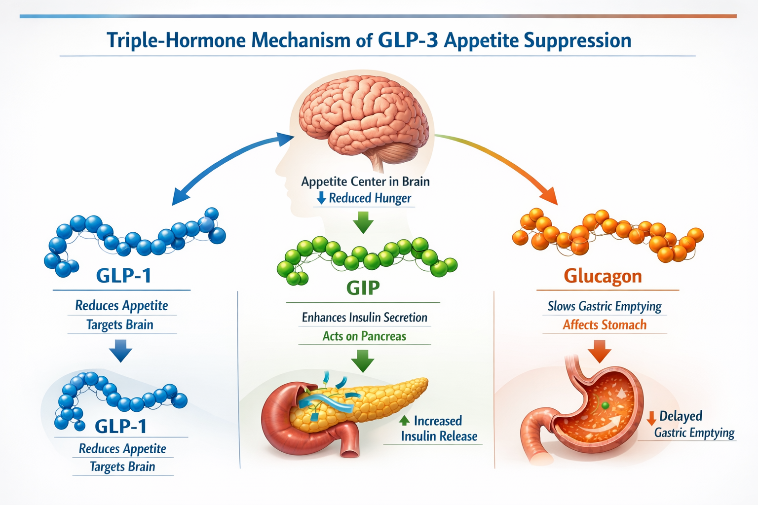 Detailed landscape format (1536x1024) scientific illustration showing the triple-hormone mechanism of GLP-3 appetite suppression with three 