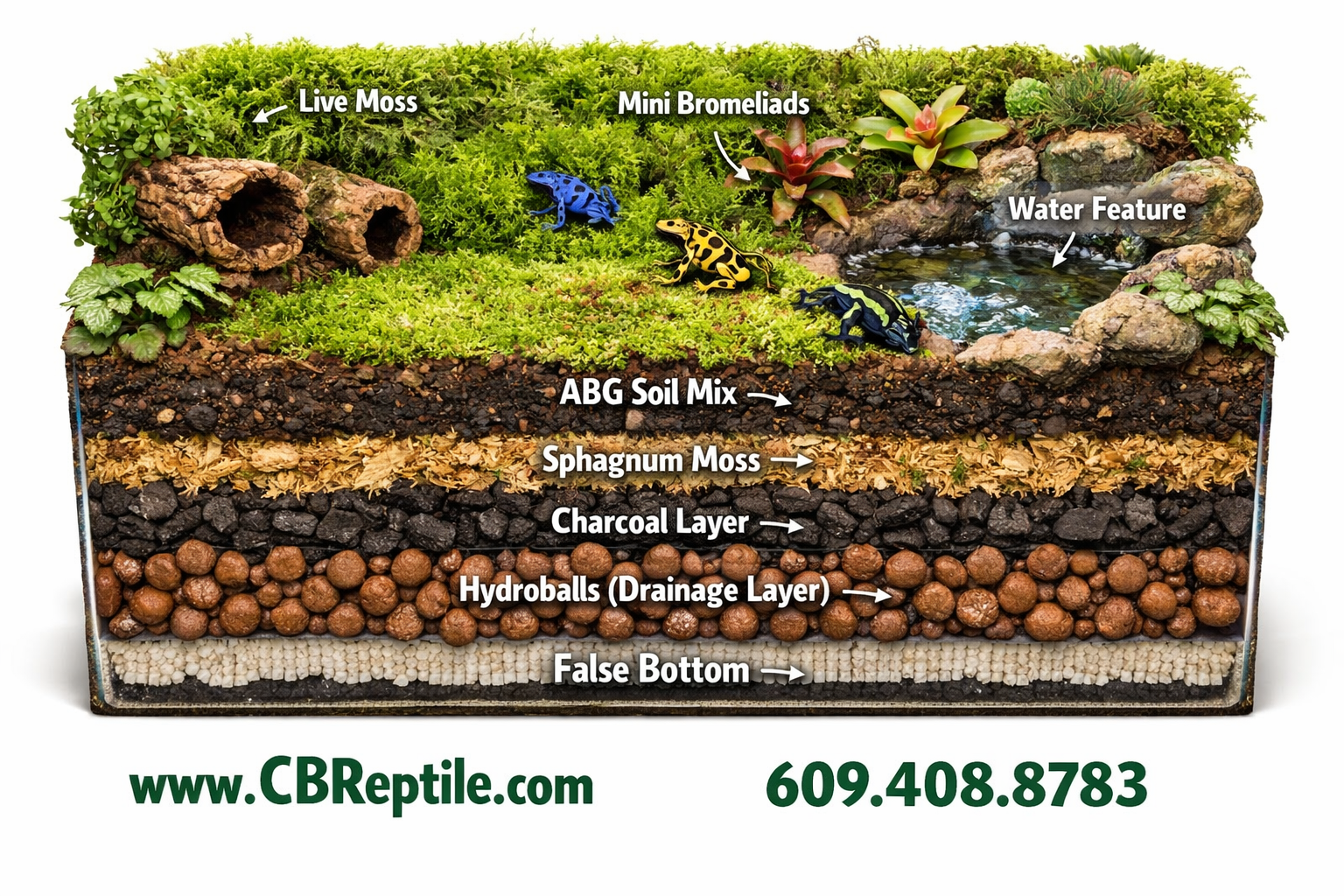 poison dart frog habitat