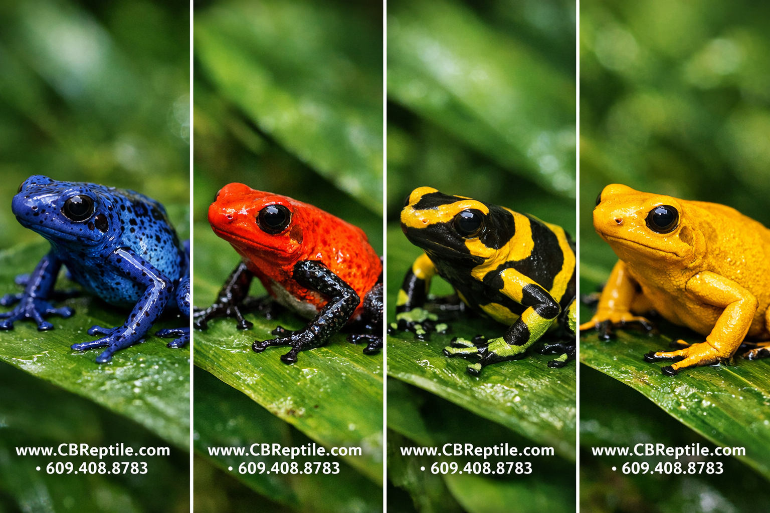 Detailed () close-up macro photography style image showing five distinct poison dart frog color morphs arranged on separate
