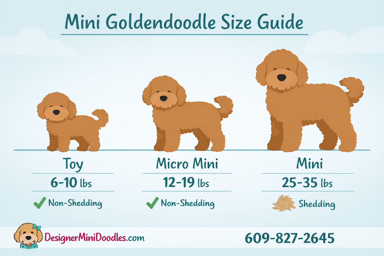 () informational image showing a side-by-side size comparison chart of three goldendoodle sizes: Toy (6-10 lbs), Micro Mini