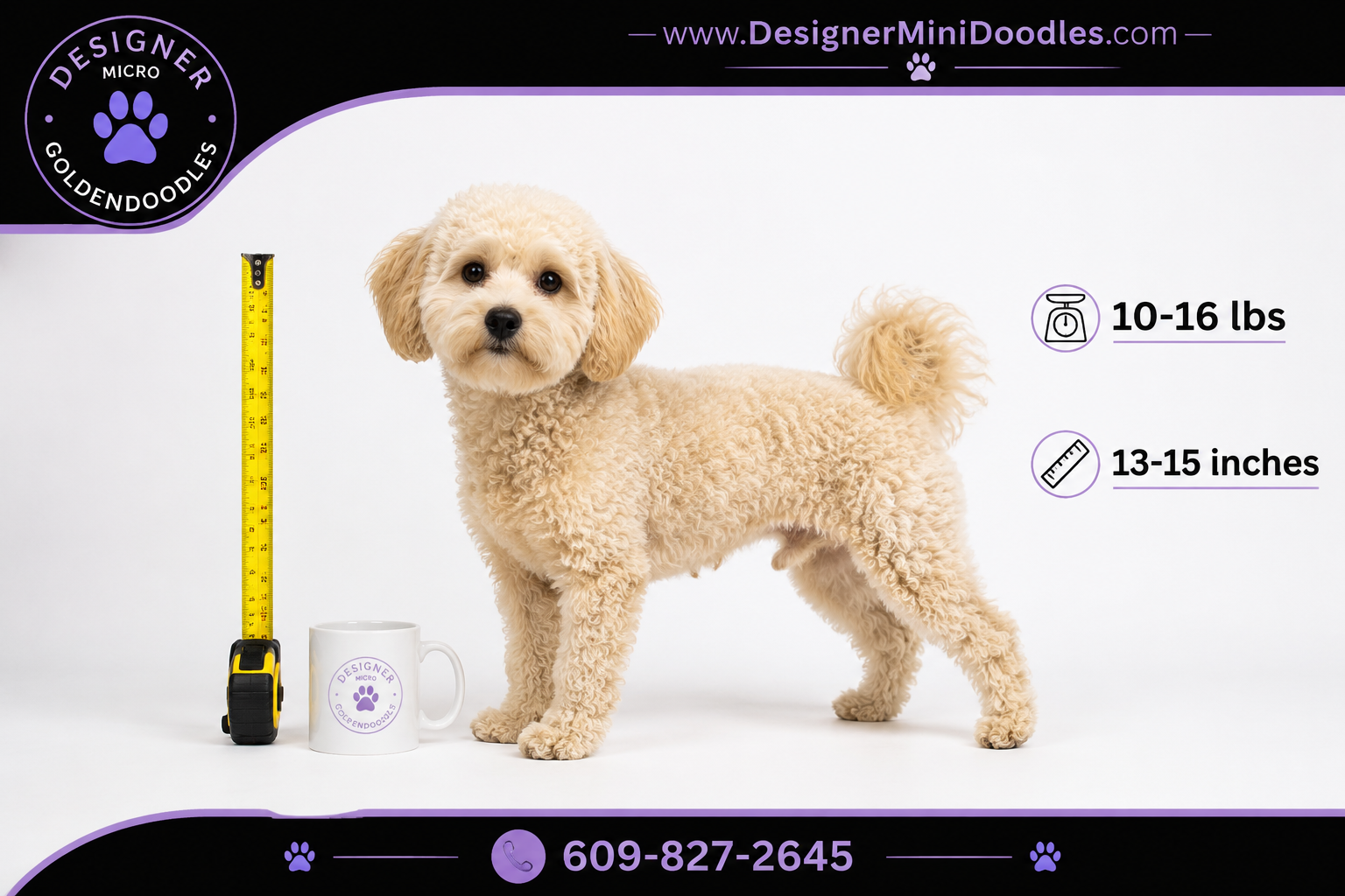 How much does a micro goldendoodle cost in Jacksonville?