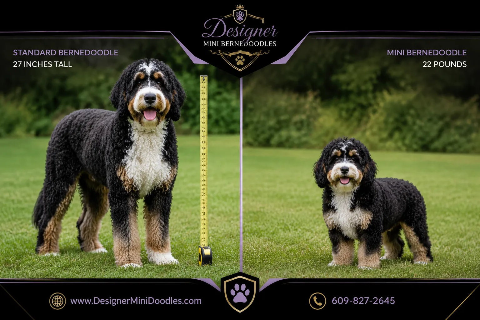 Mini Bernedoodle vs Bernedoodle: Size Difference Explained