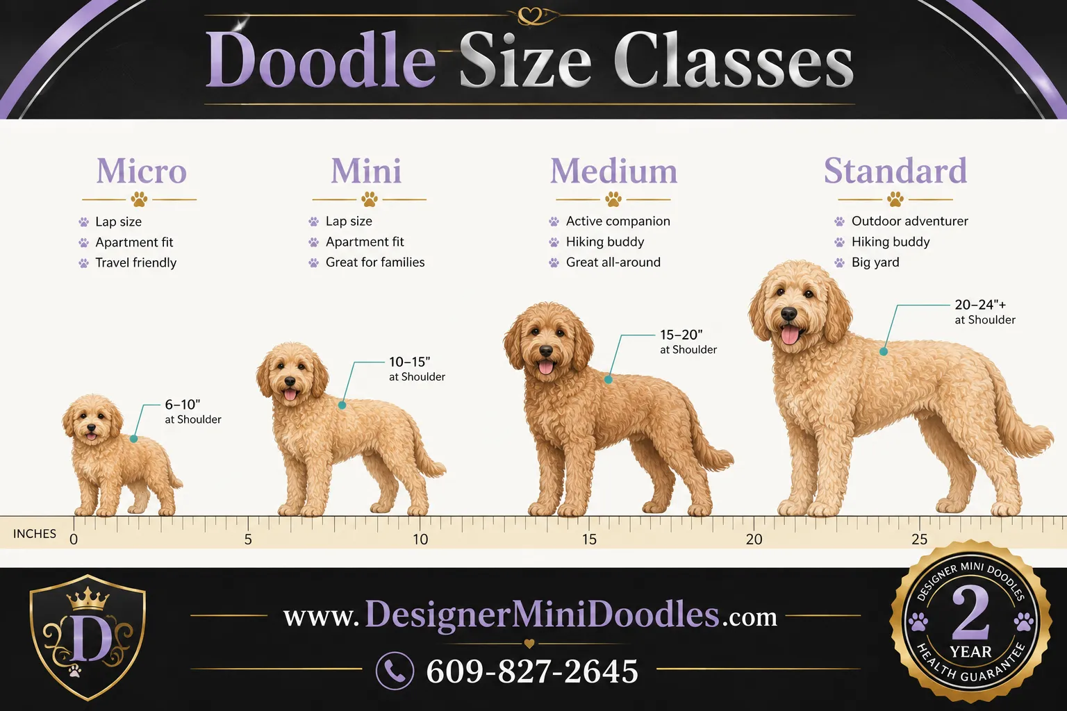 golden doodle mini Georgia