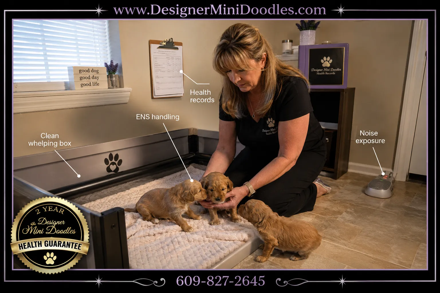 golden doodle mini Georgia