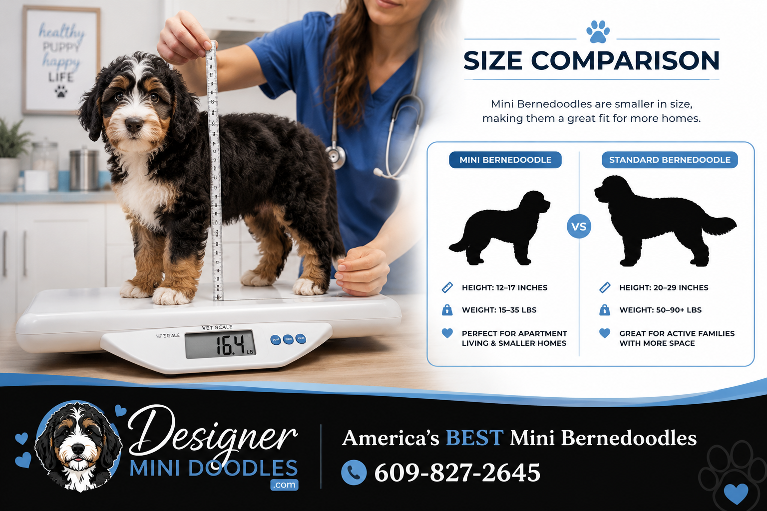 mini bernedoodle puppies in Atlanta