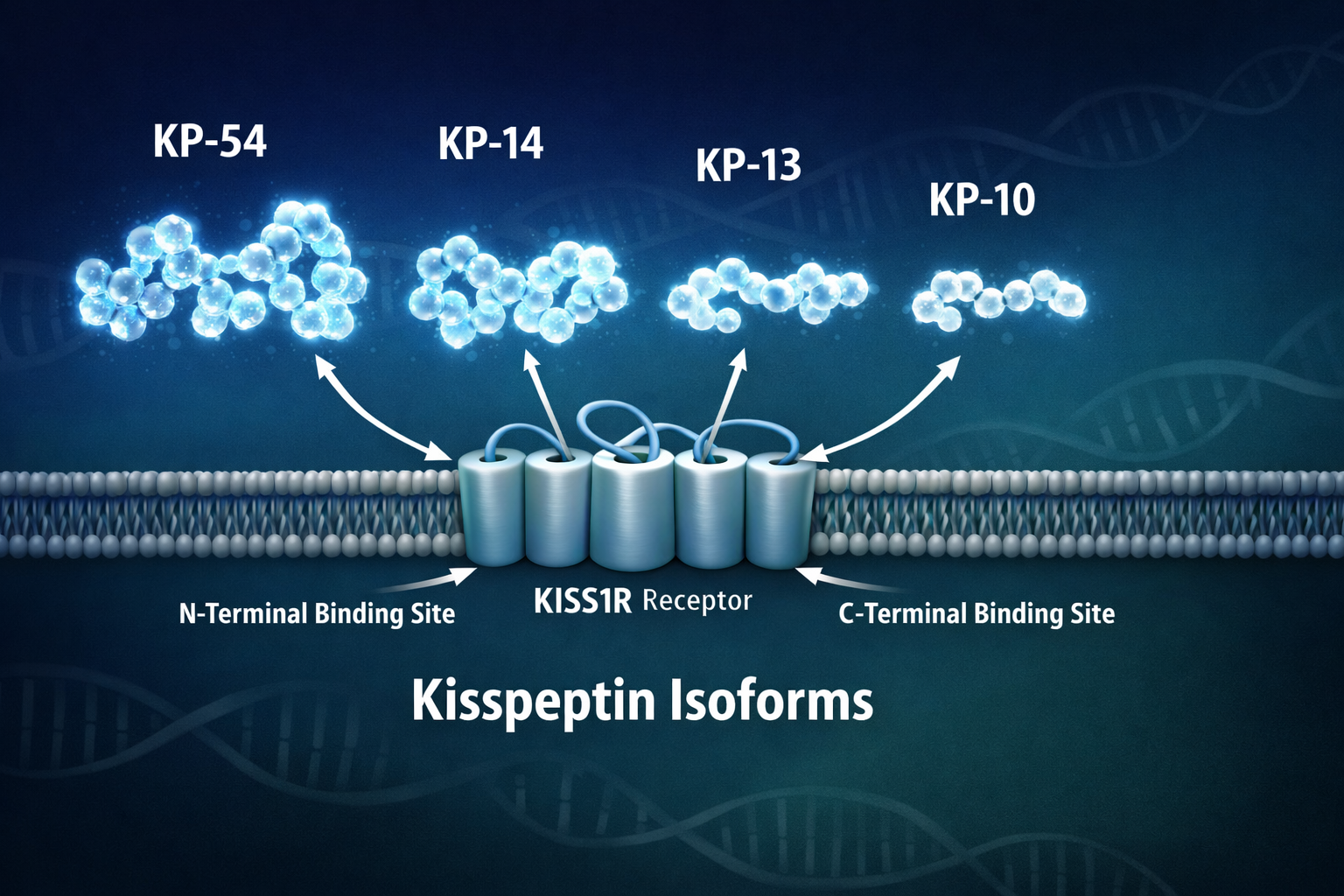 Detailed () scientific infographic illustration showing four kisspeptin isoforms (KP-54, KP-14, KP-13, KP-10) as glowing