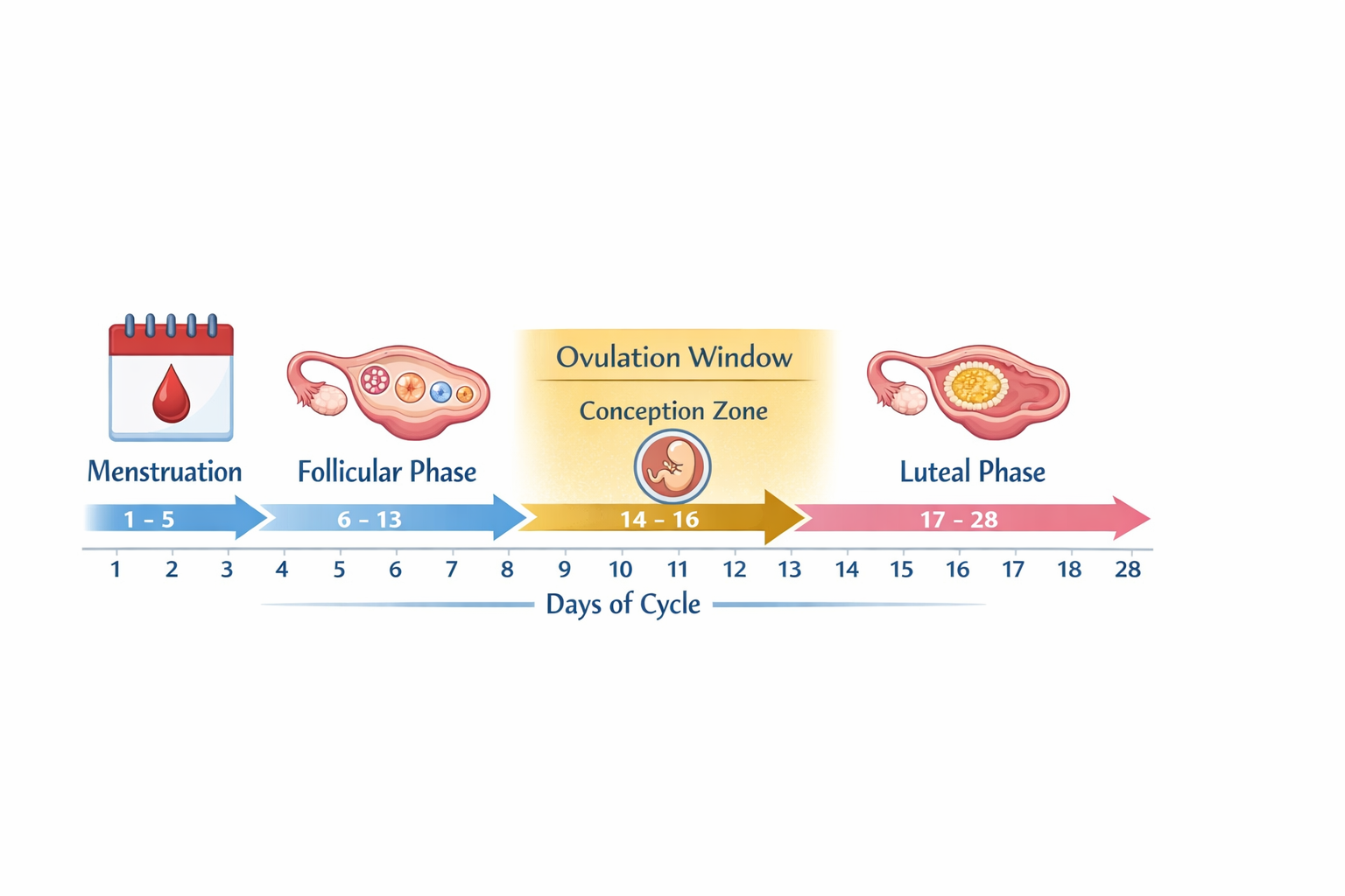 () educational infographic illustration showing a horizontal timeline of a 28-day menstrual cycle with labeled phases: