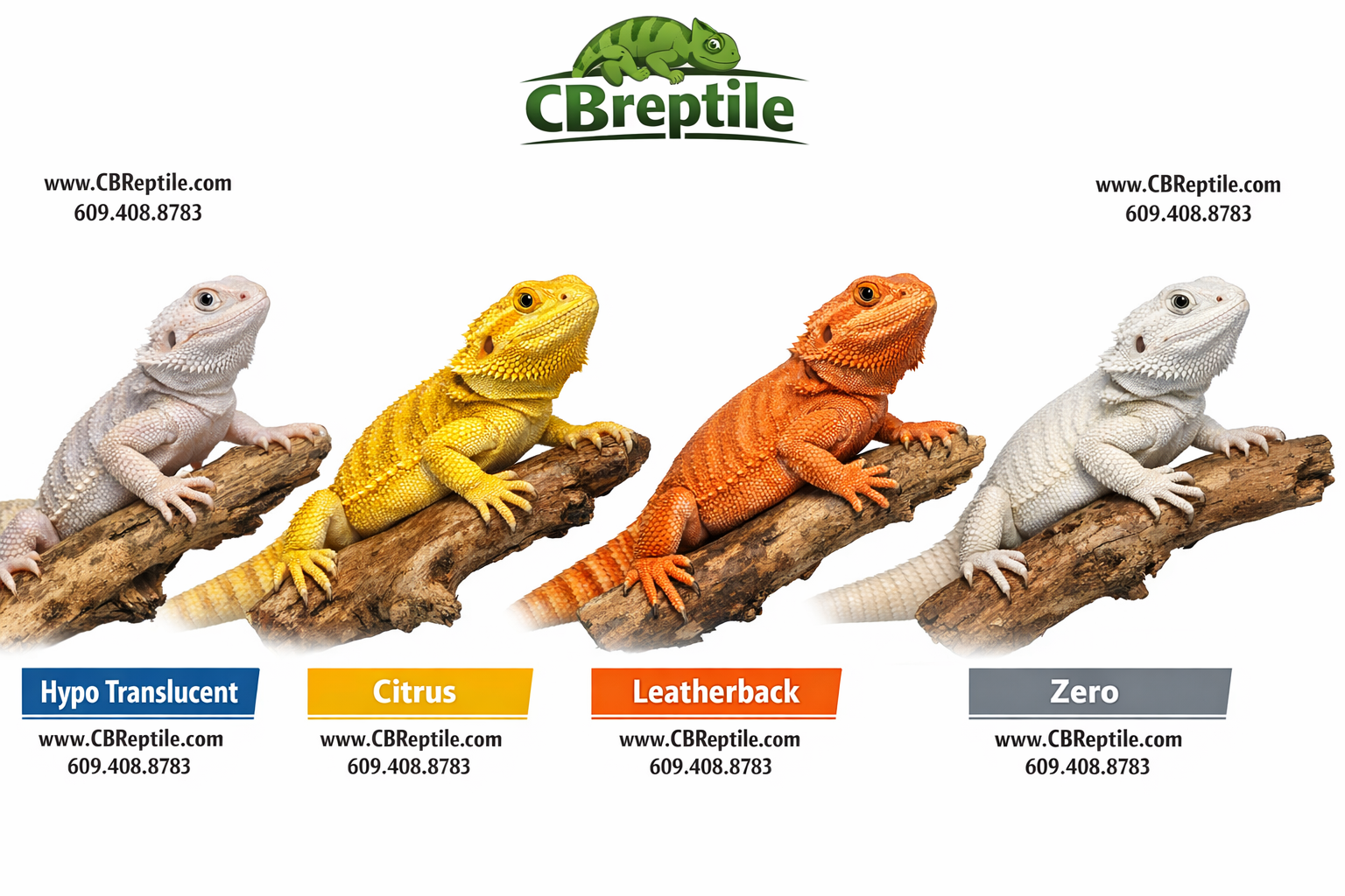 () detailed comparison infographic-style image showing side-by-side bearded dragon color morphs: hypo translucent, citrus,