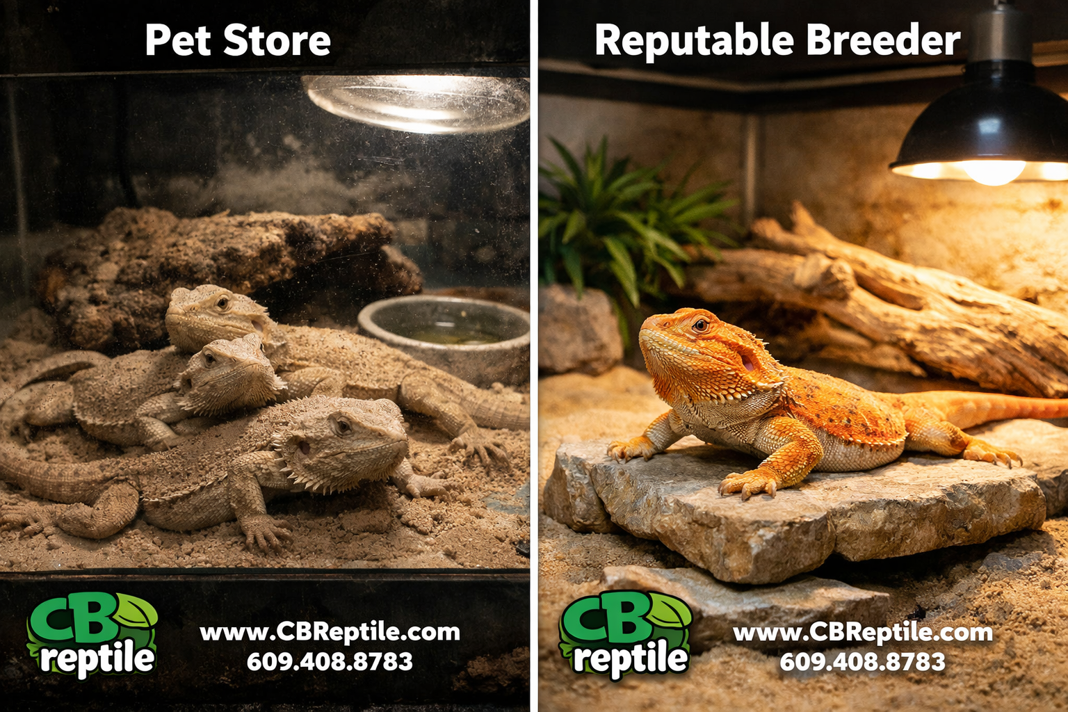 () split-scene image contrasting a cramped, poorly-lit pet store enclosure with multiple stressed bearded dragons on the