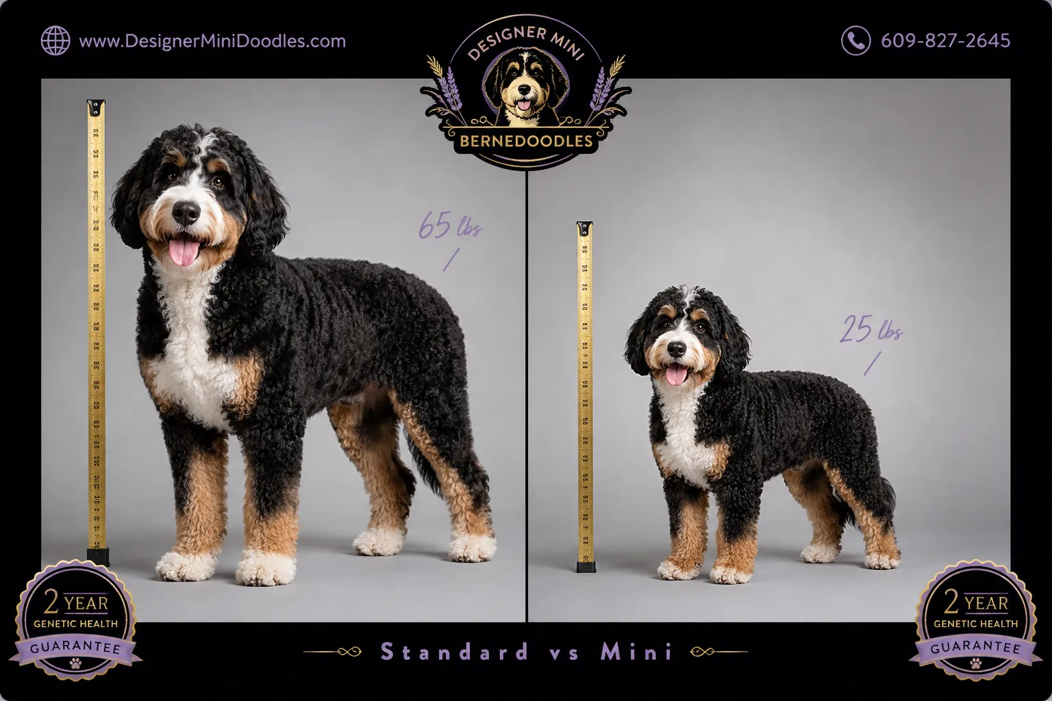 Mini Bernedoodle vs Standard Bernedoodle: Size Difference