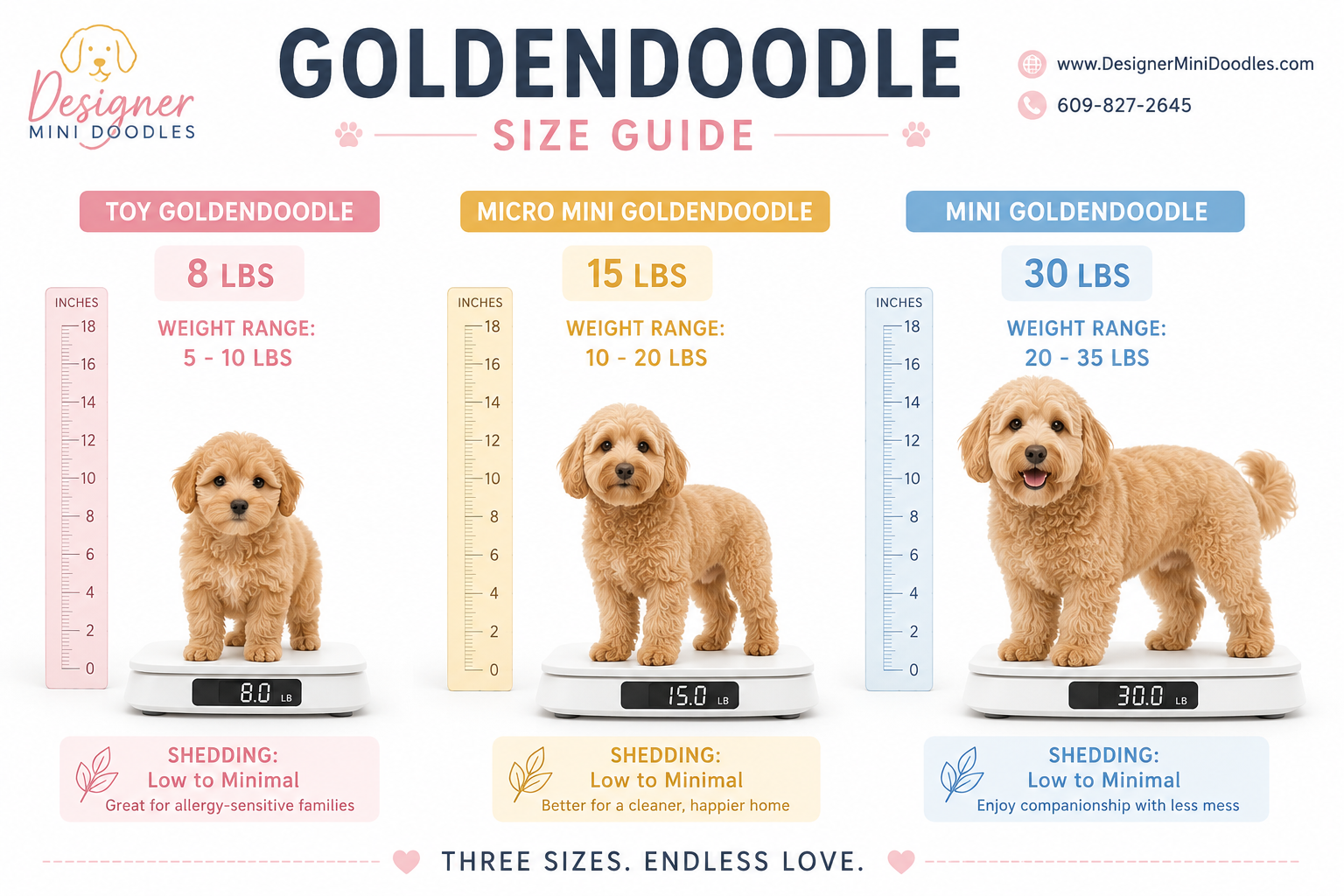 goldendoodle size