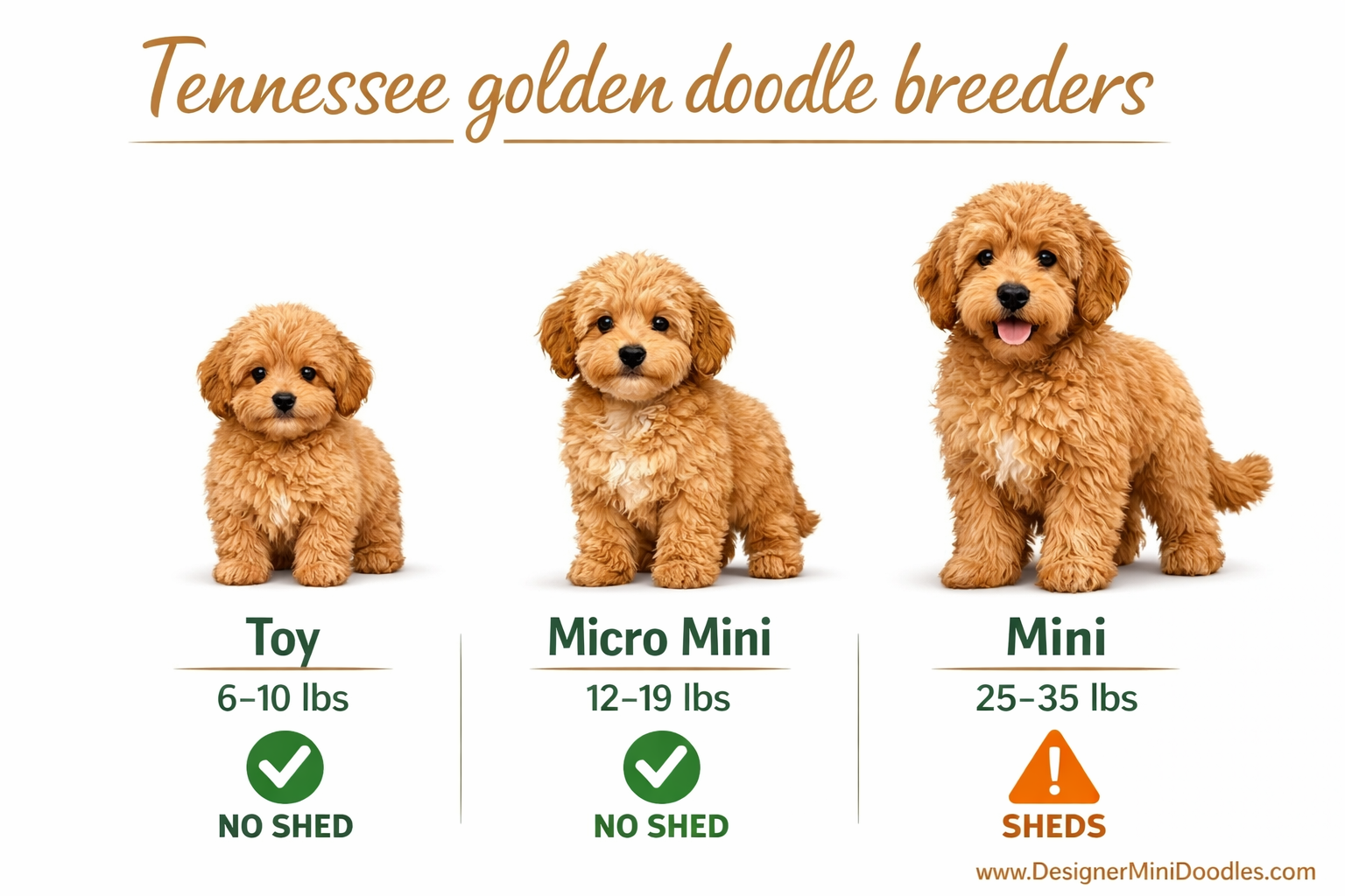 () editorial infographic showing three goldendoodle size categories side by side: Toy (6-10 lbs), Micro Mini (12-19 lbs),
