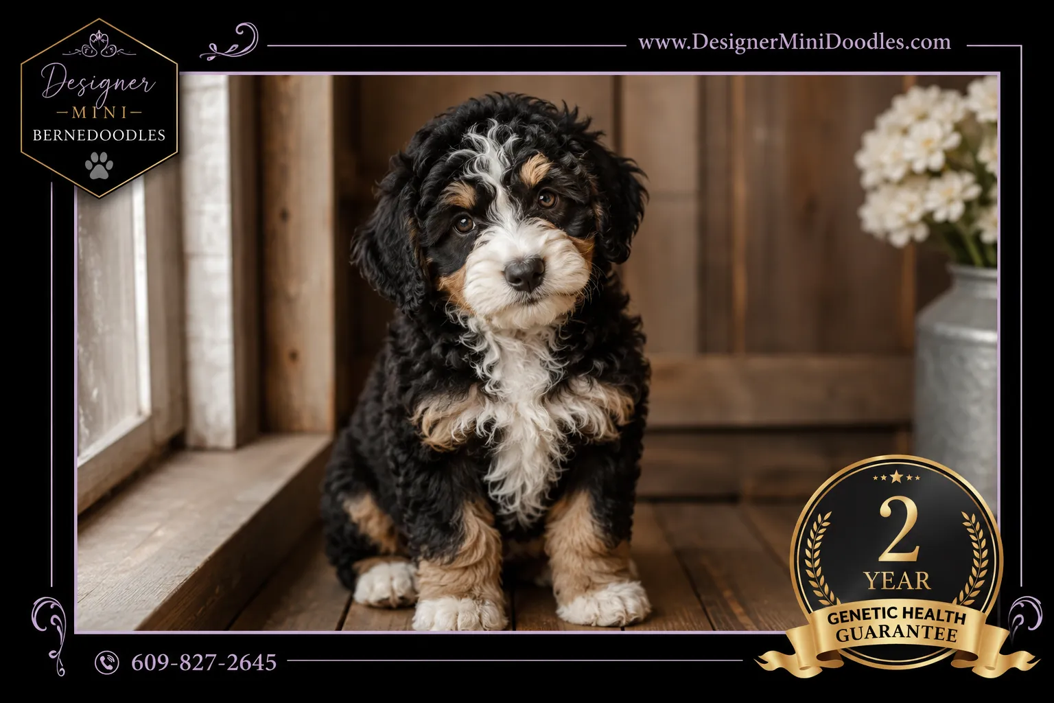 Miniature Bernedoodle vs Standard Bernedoodle: Size Difference