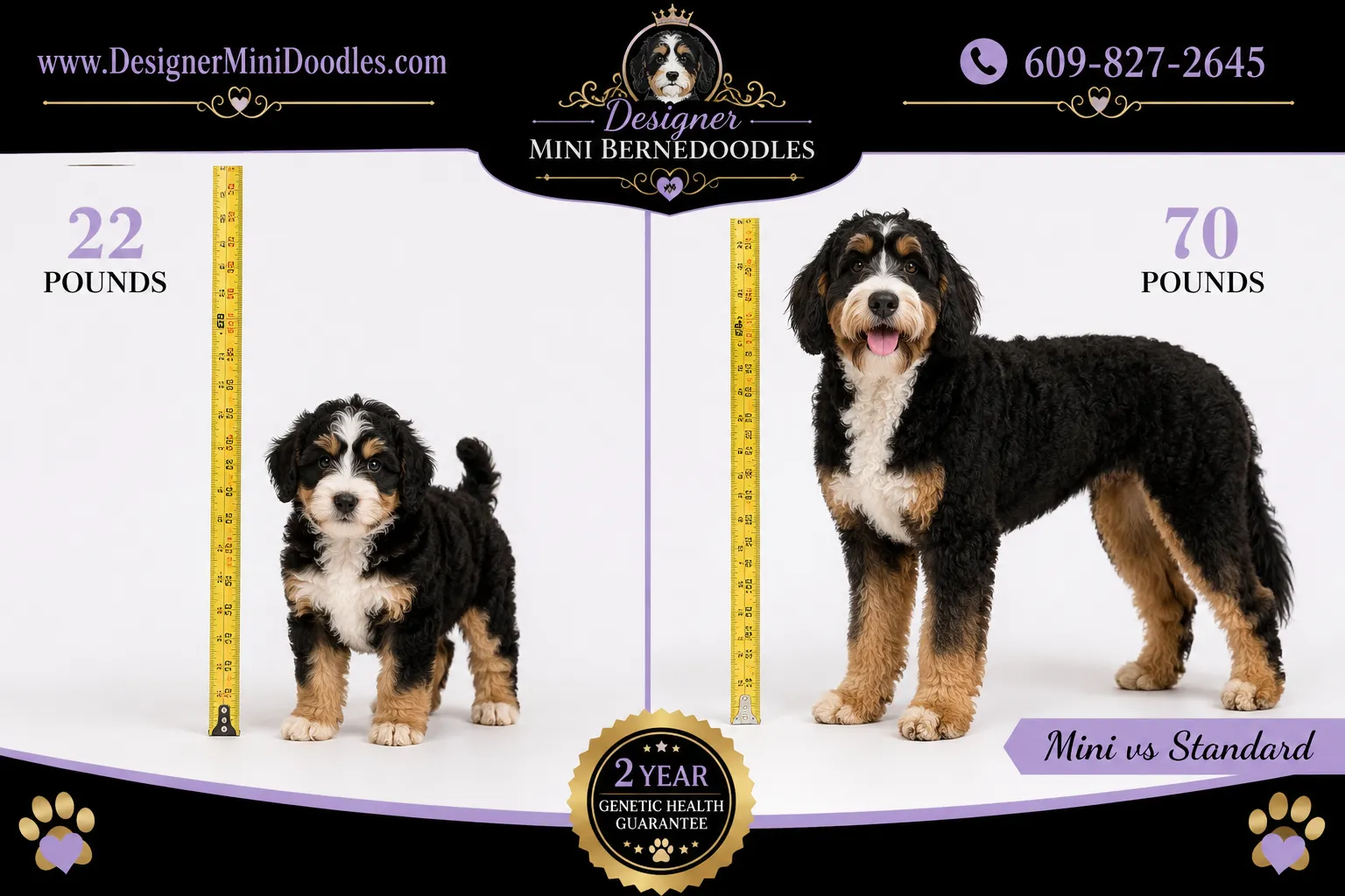 Miniature Bernedoodle Breeders Near Me: NC Regional Guide