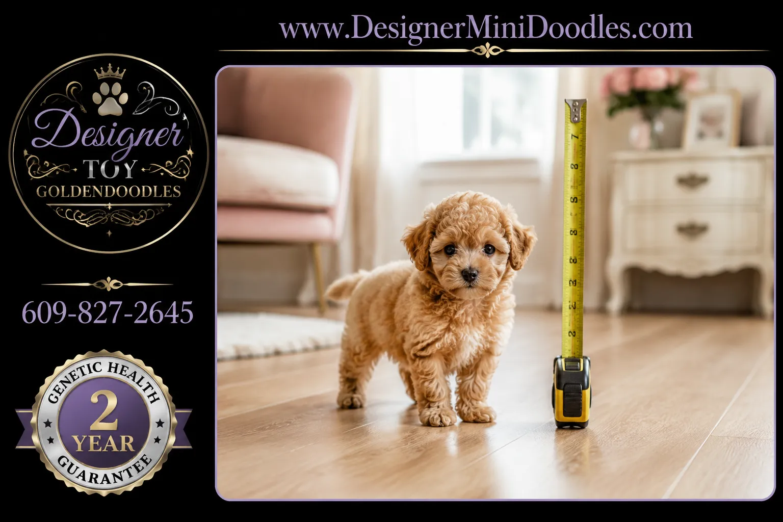 toy goldendoodle breeders near me