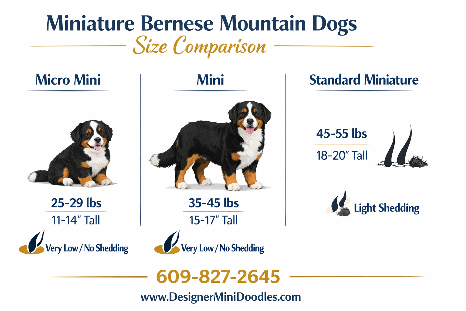 Detailed () image showing a size comparison chart infographic for miniature bernese mountain dogs. Left side shows a Micro