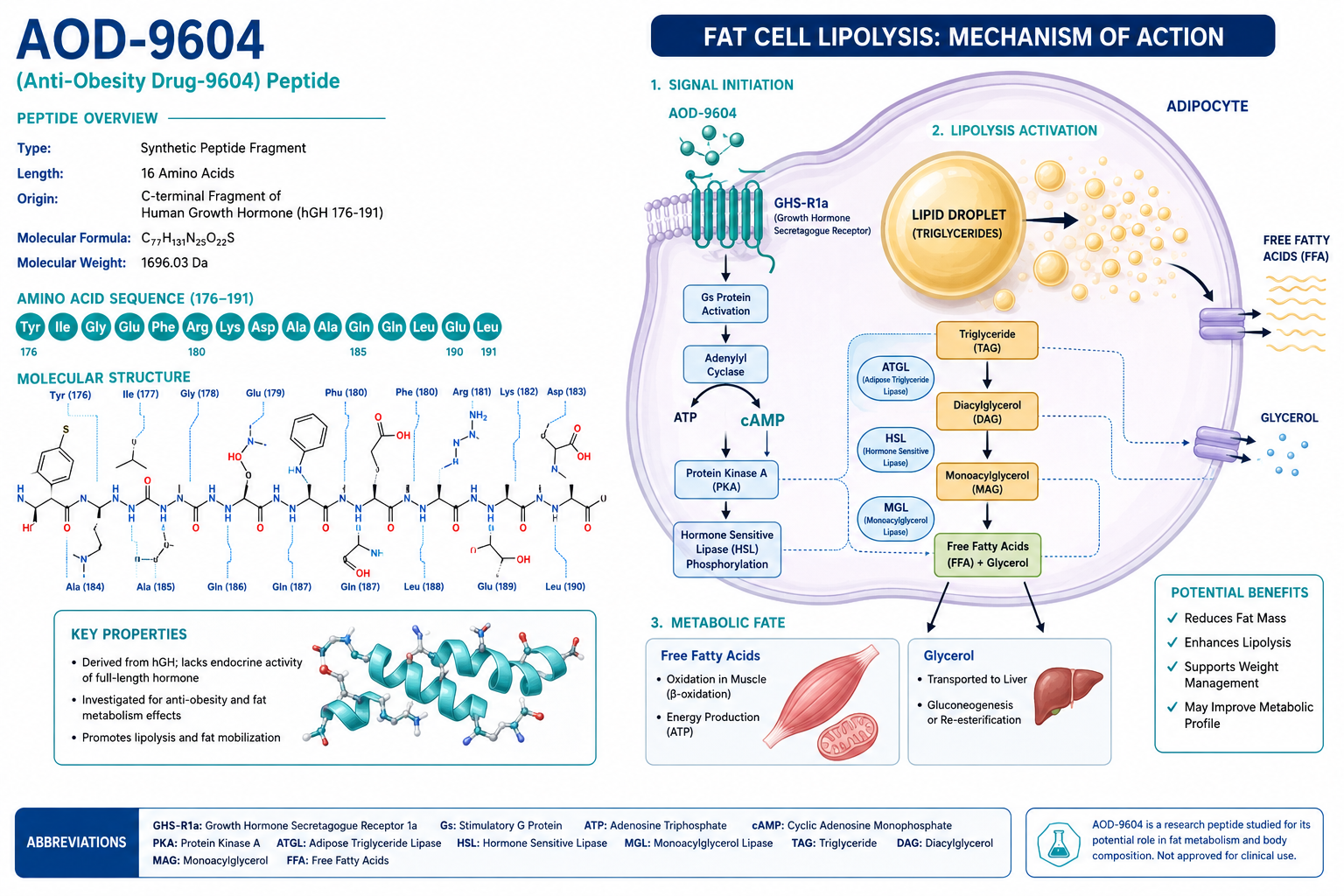 Detailed () scientific infographic illustration showing the AOD-9604 peptide molecular structure alongside a stylized