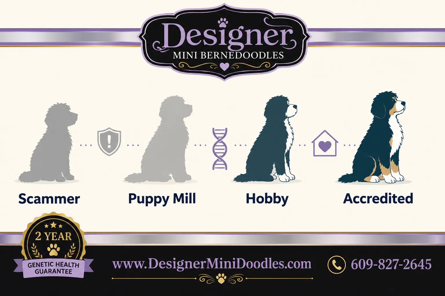mini bernedoodle Toms River
